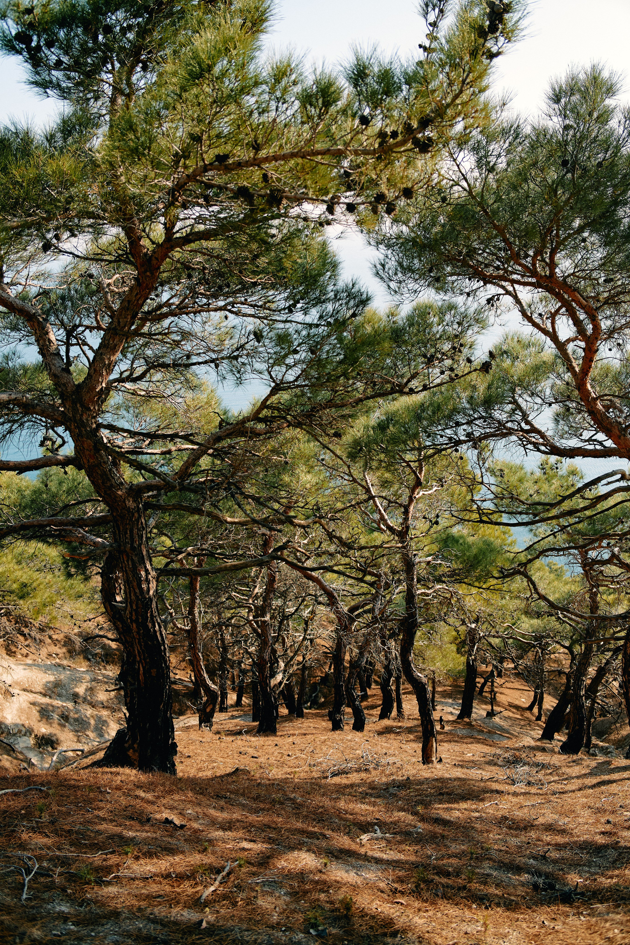 Юг России. Профессиональный Фотограф во Владимире, в Москве и в Суздале — Полина Романычева