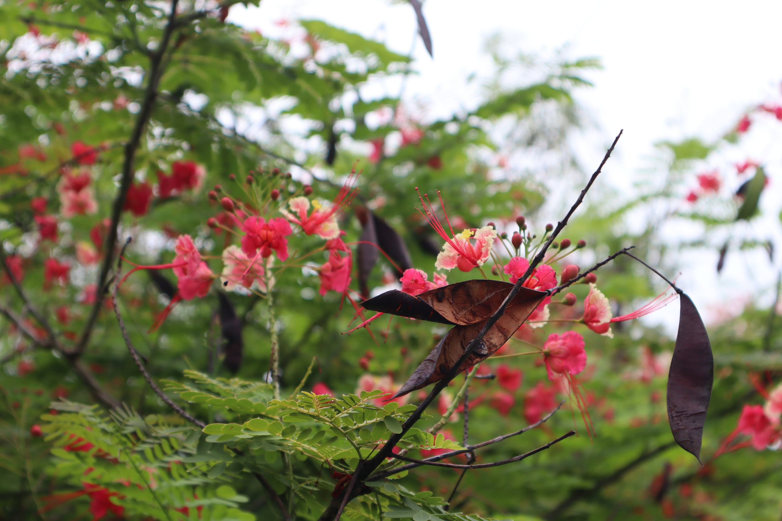 Путешествие на родину птицы додо. Travel photographer Ksenia