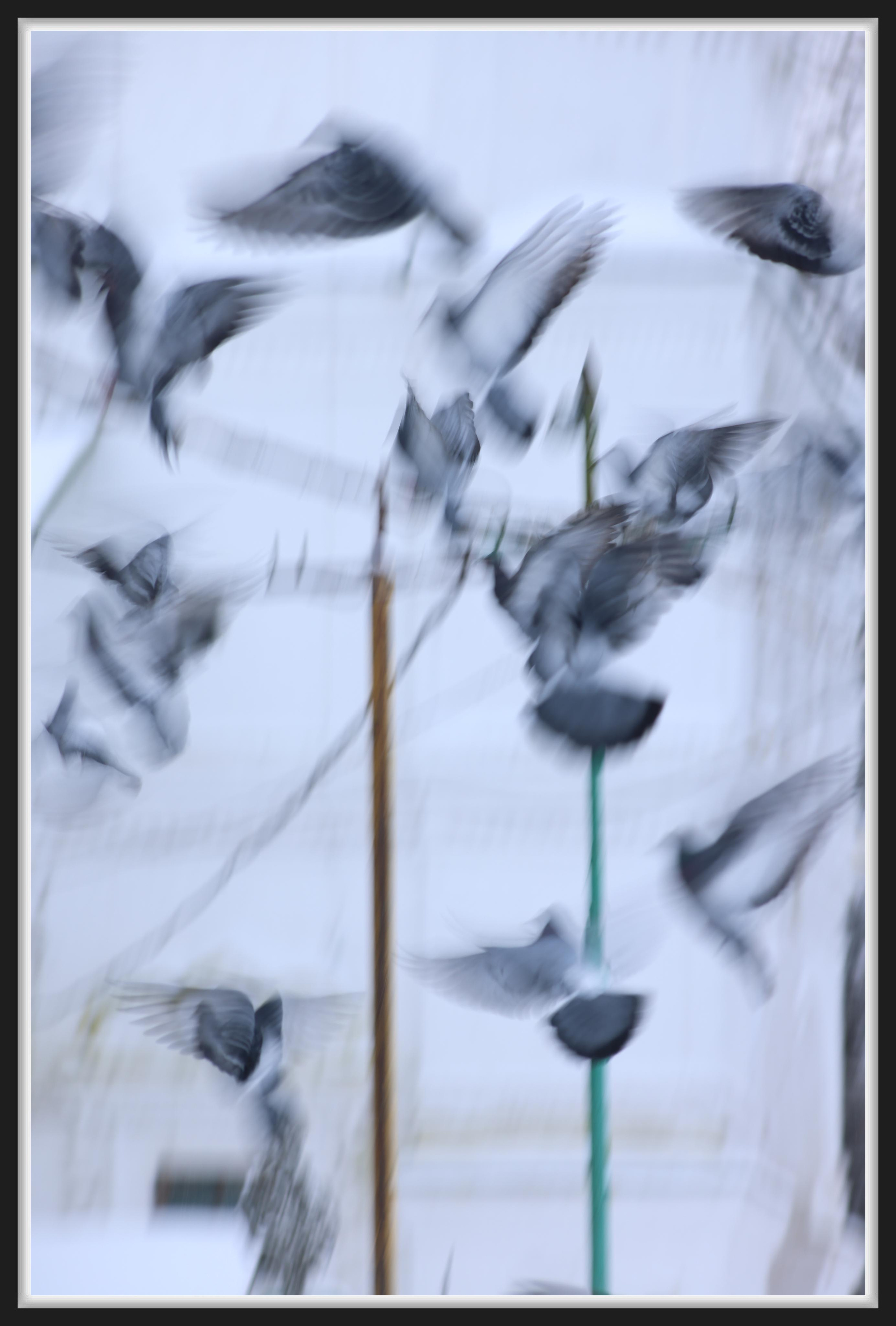 Голуби. Фотохудожник BID