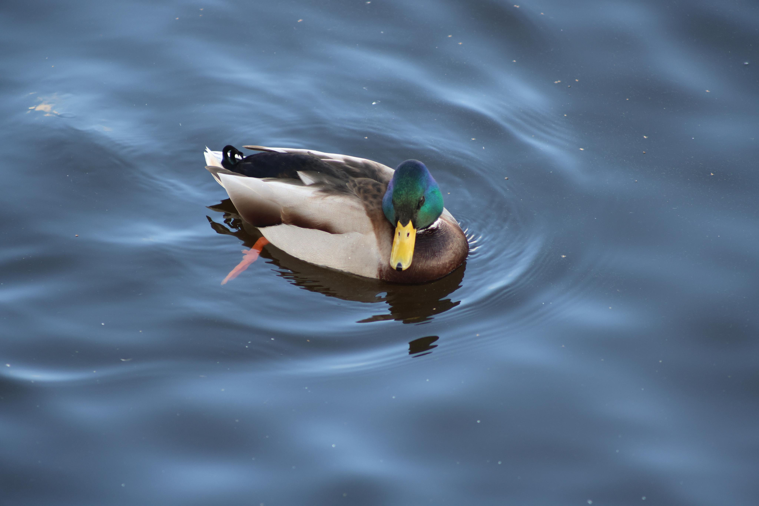 Утки. Фотохудожник BID