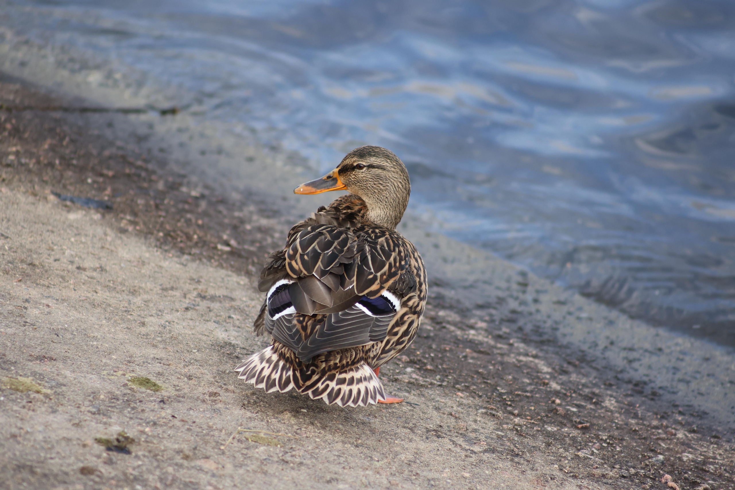 Утки. Фотохудожник BID