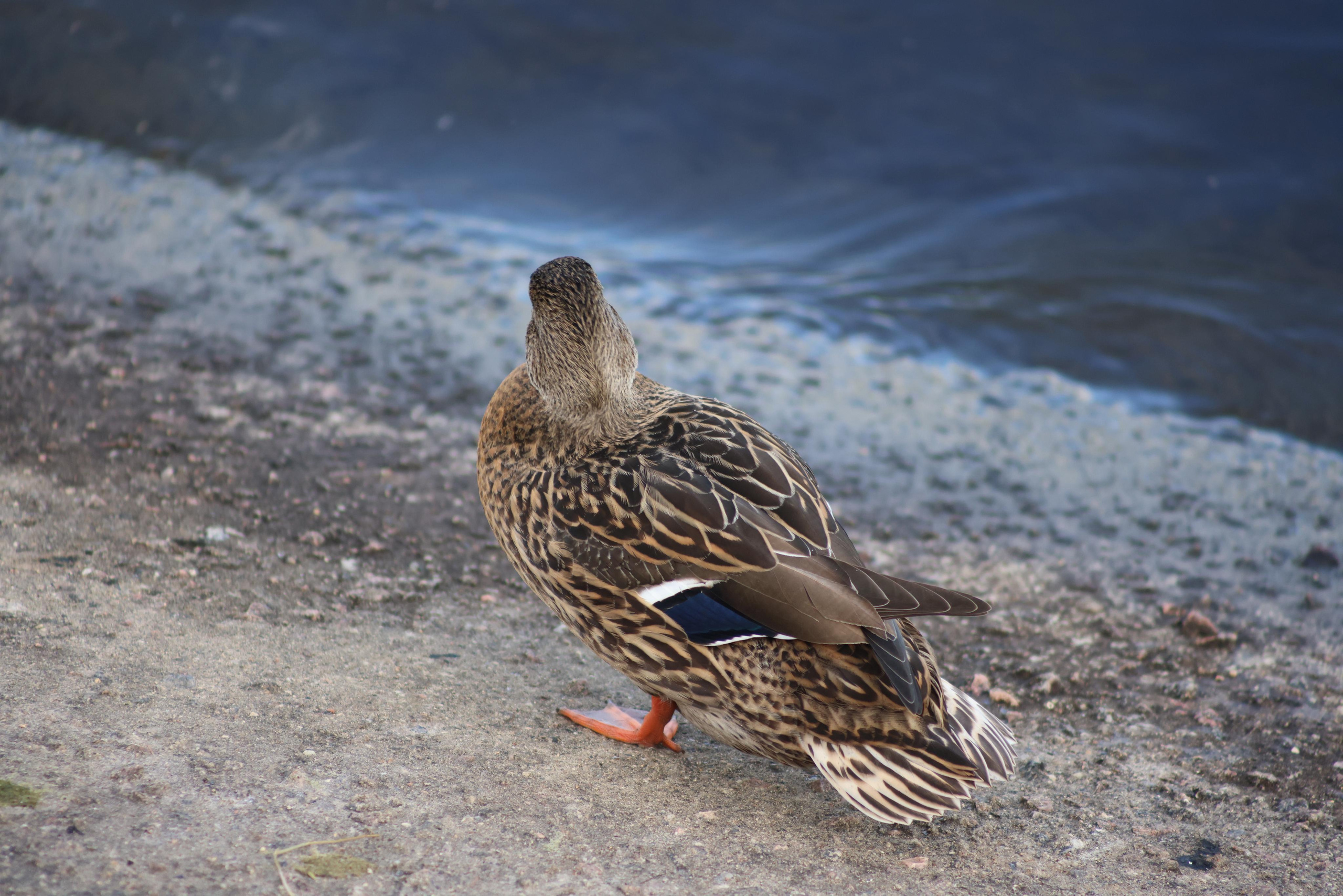 Утки. Фотохудожник BID