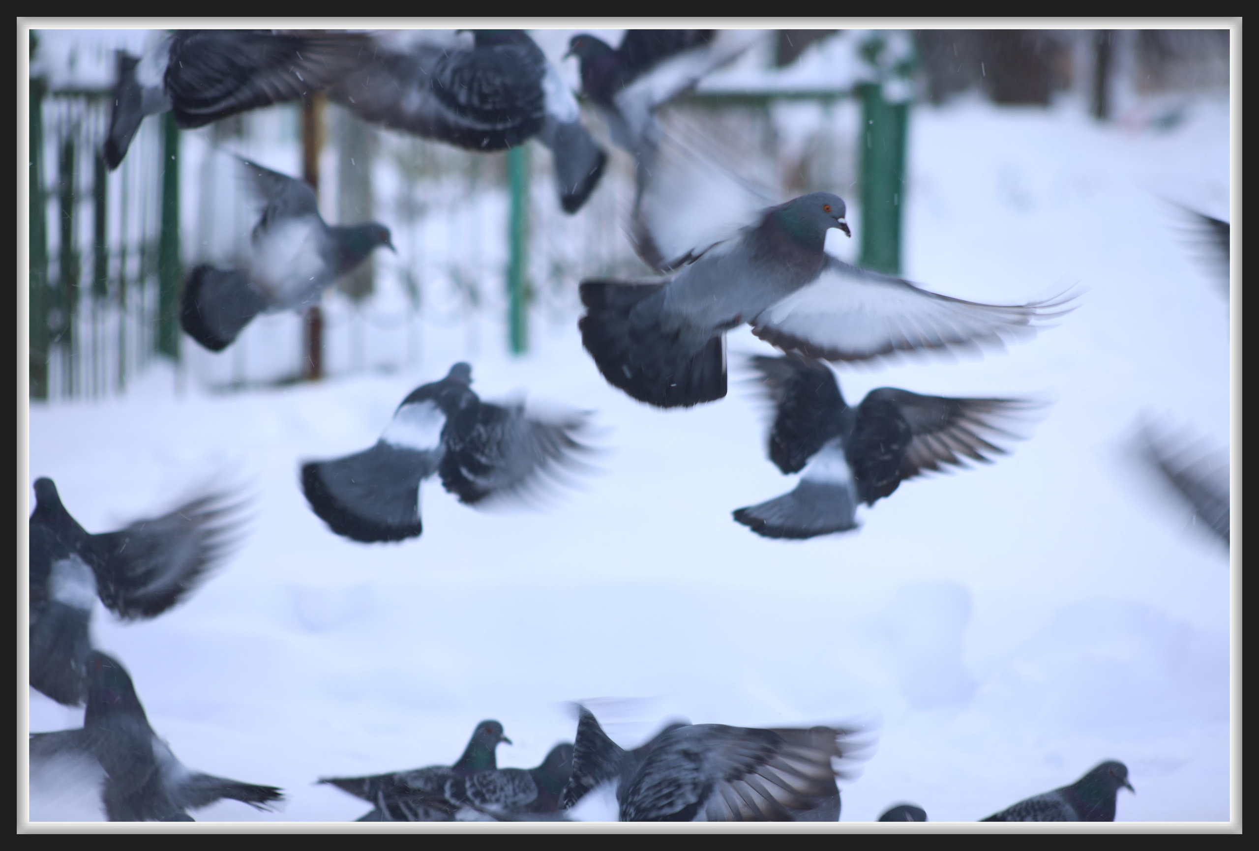 Голуби. Фотохудожник BID