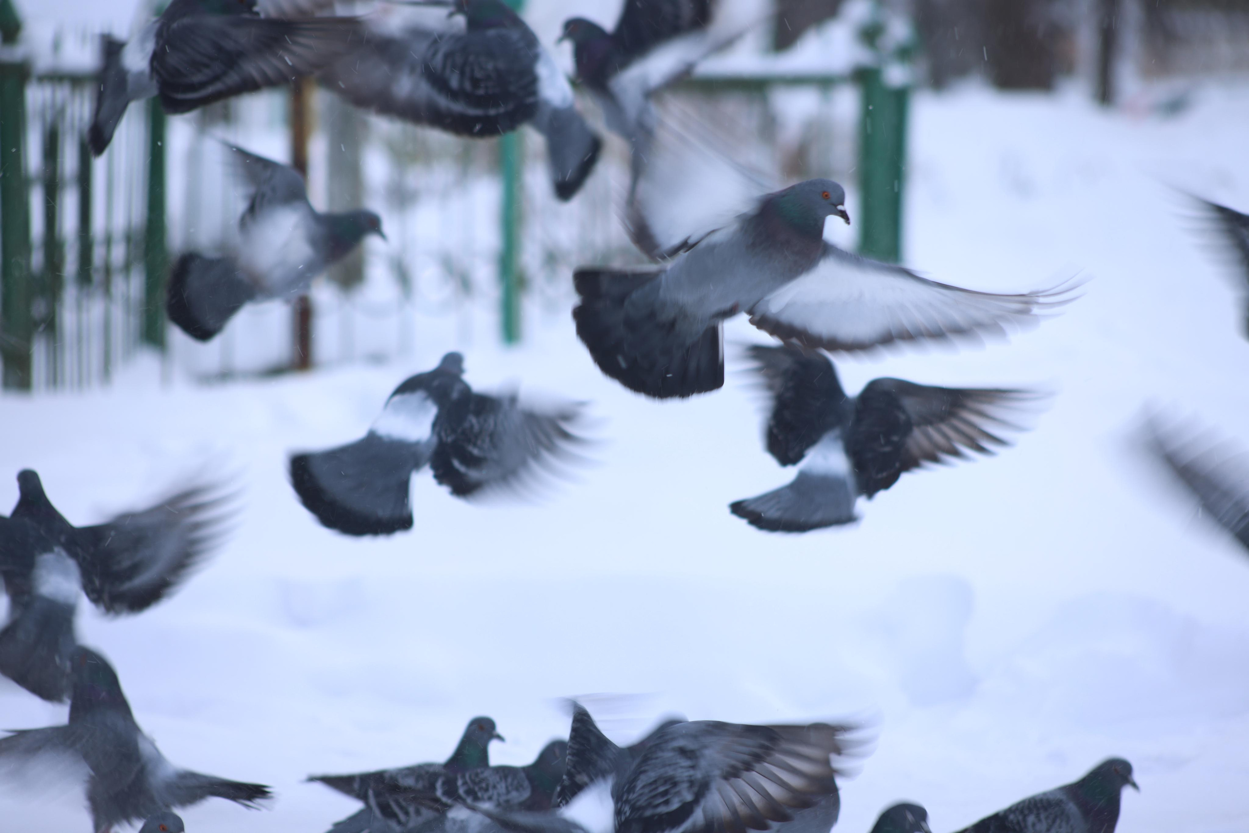 Голуби. Фотохудожник BID