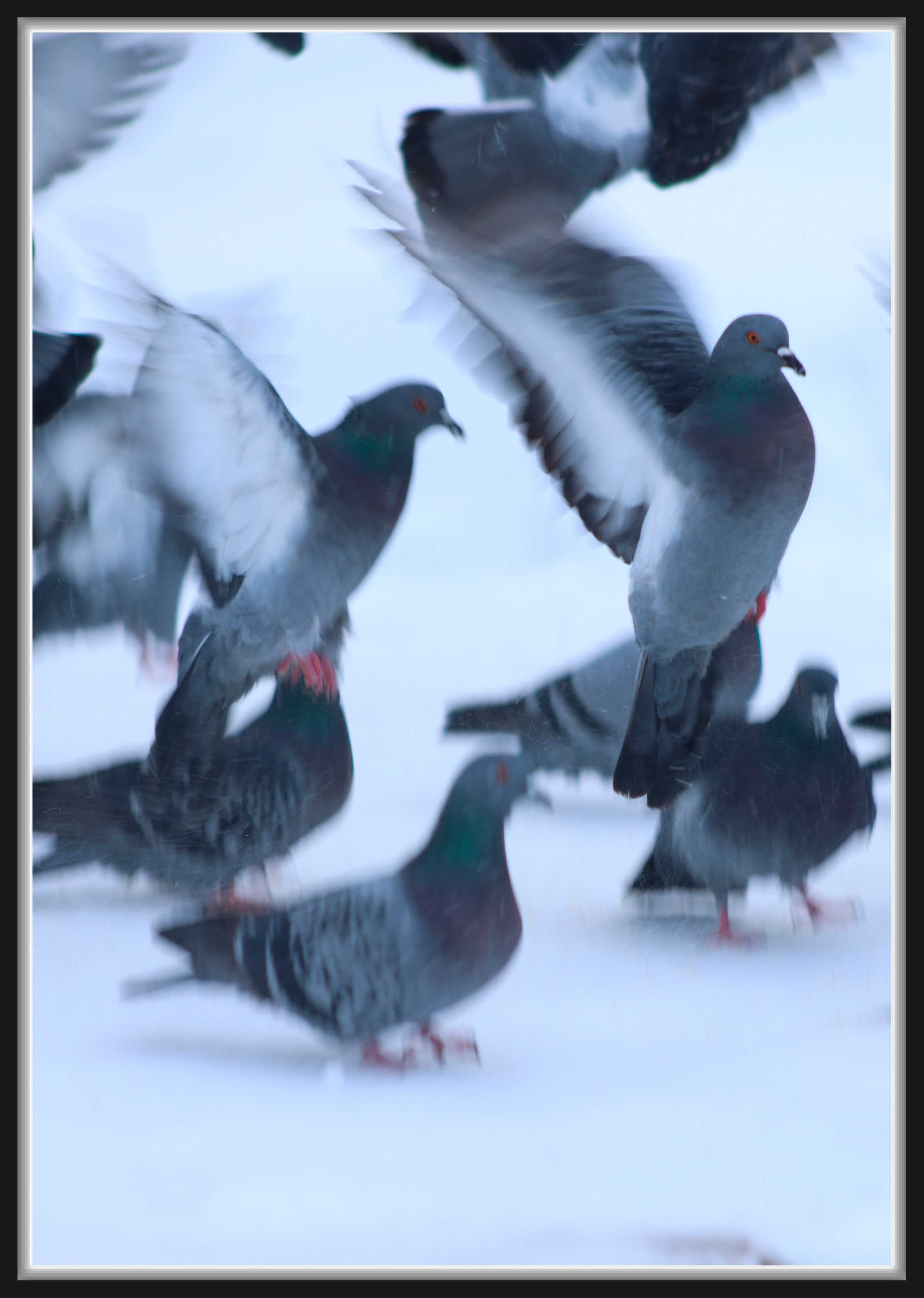 Голуби. Фотохудожник BID