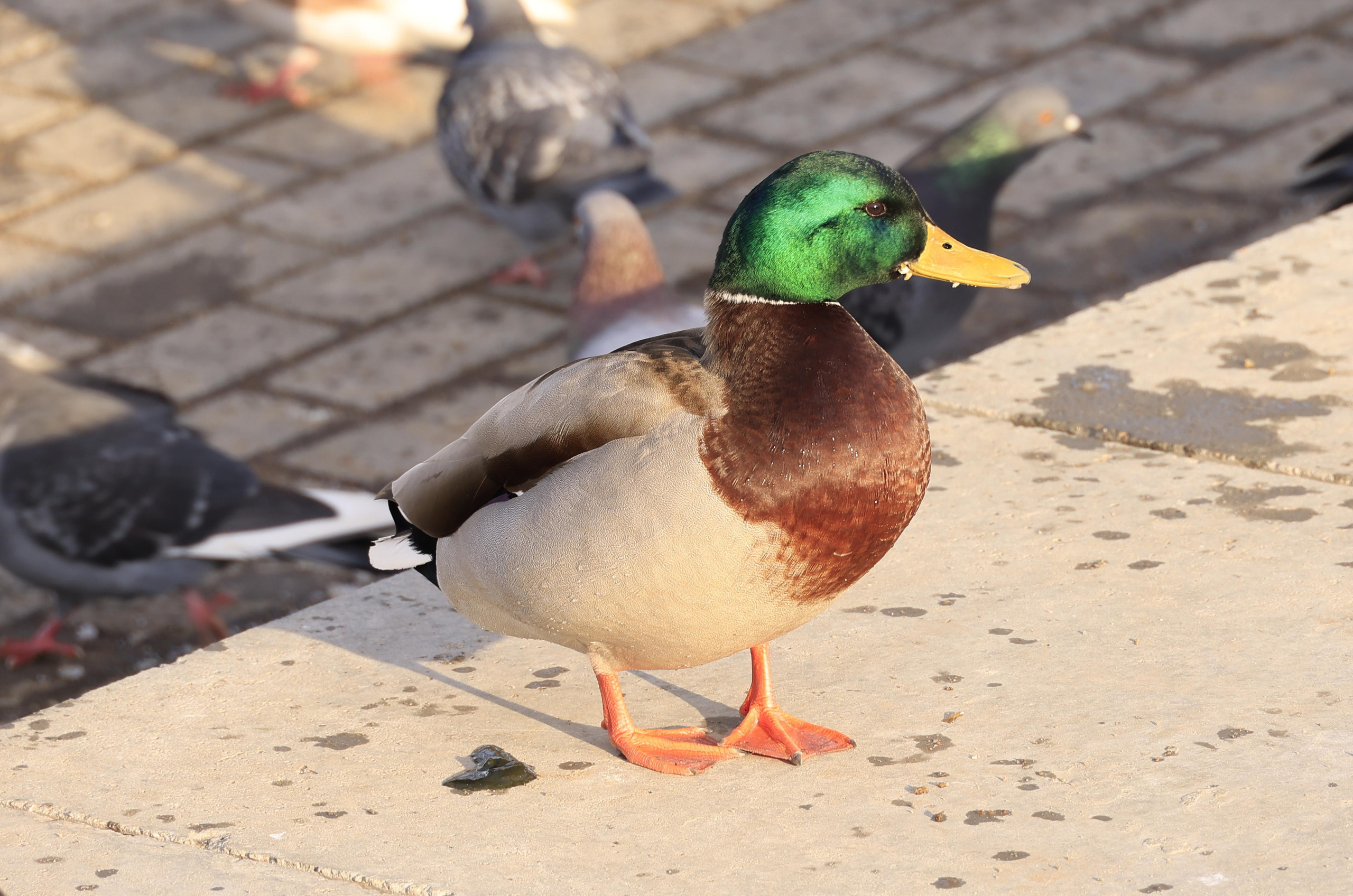 Утки. Фотохудожник BID