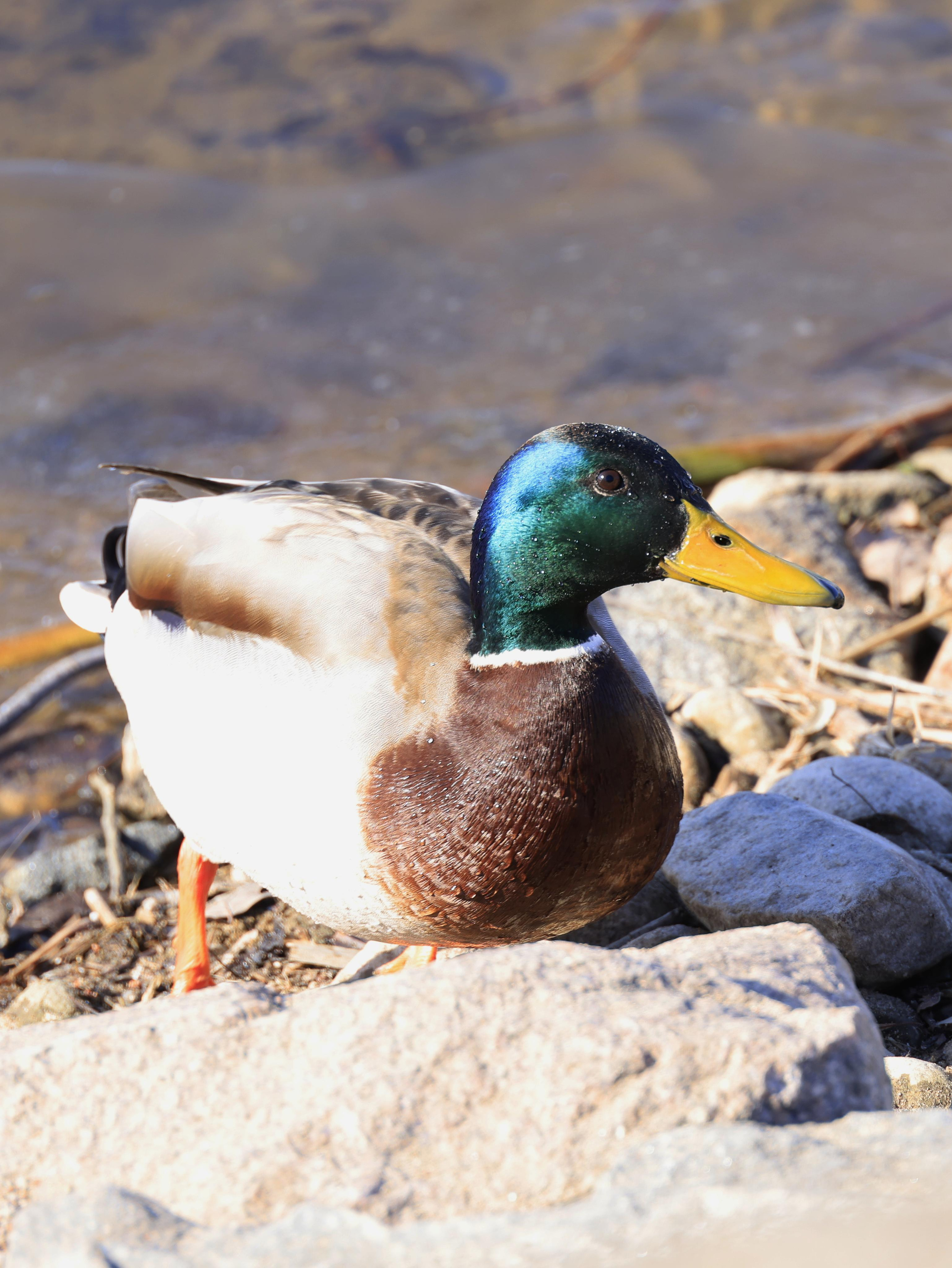 Утки. Фотохудожник BID