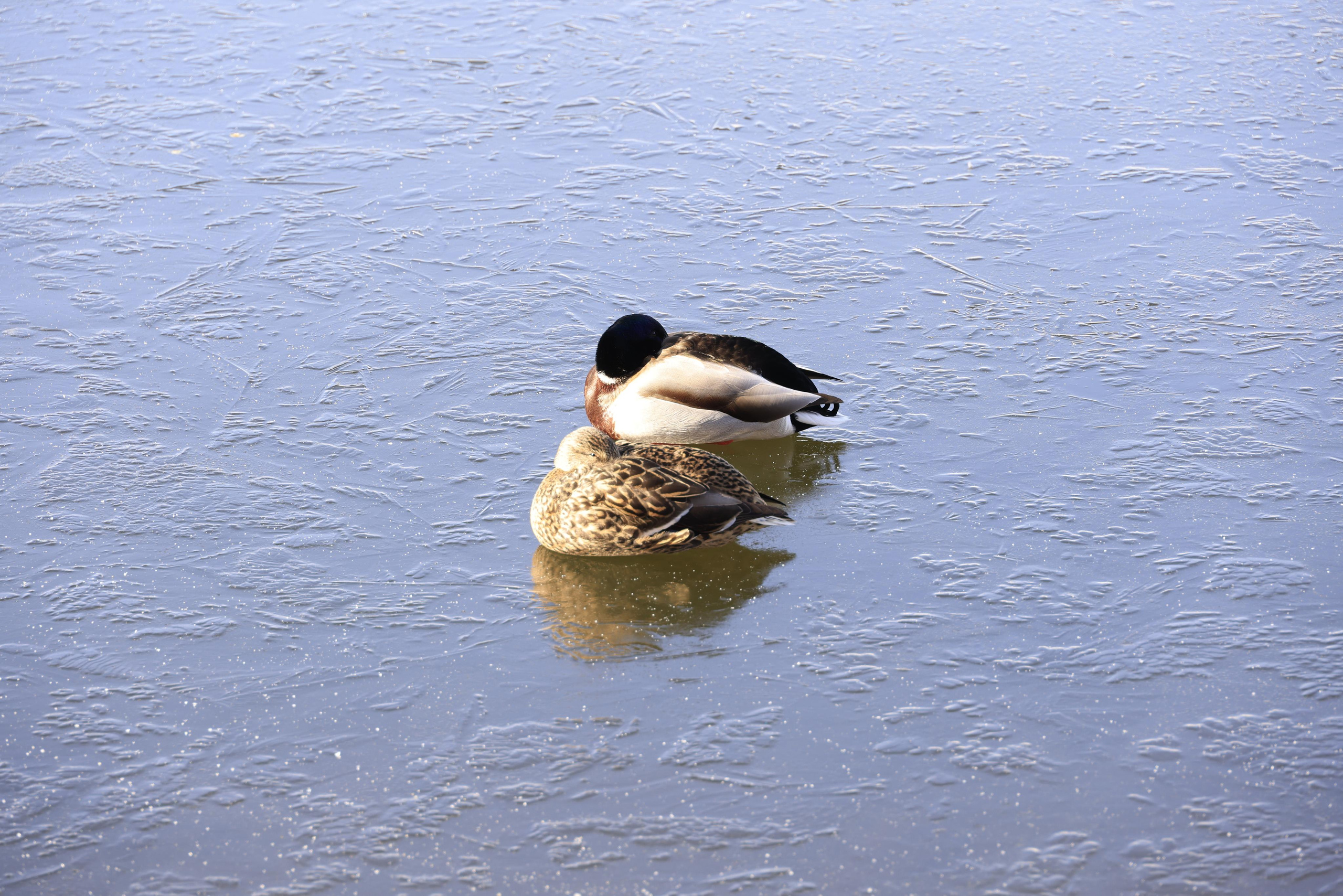 Утки. Фотохудожник BID