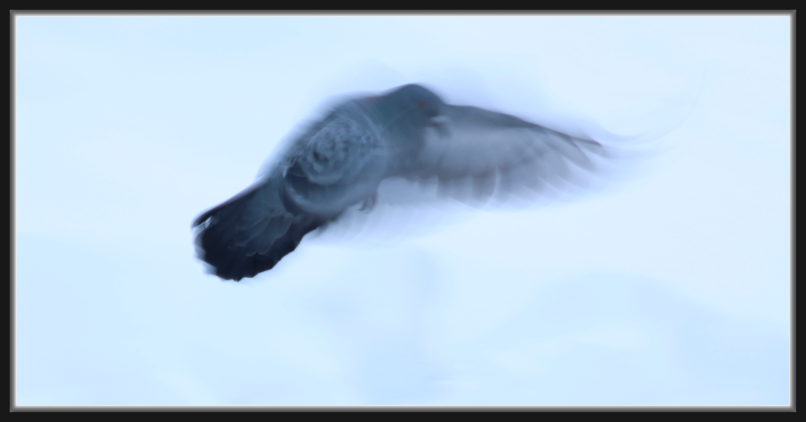 Голуби. Фотохудожник BID