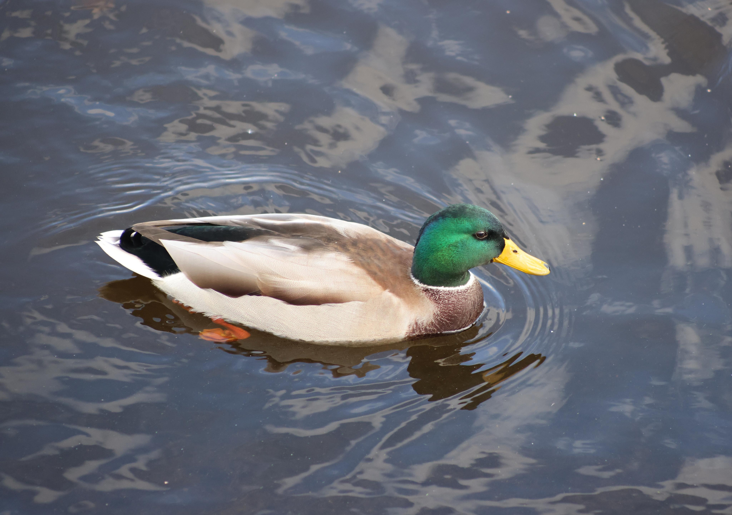 Утки. Фотохудожник BID