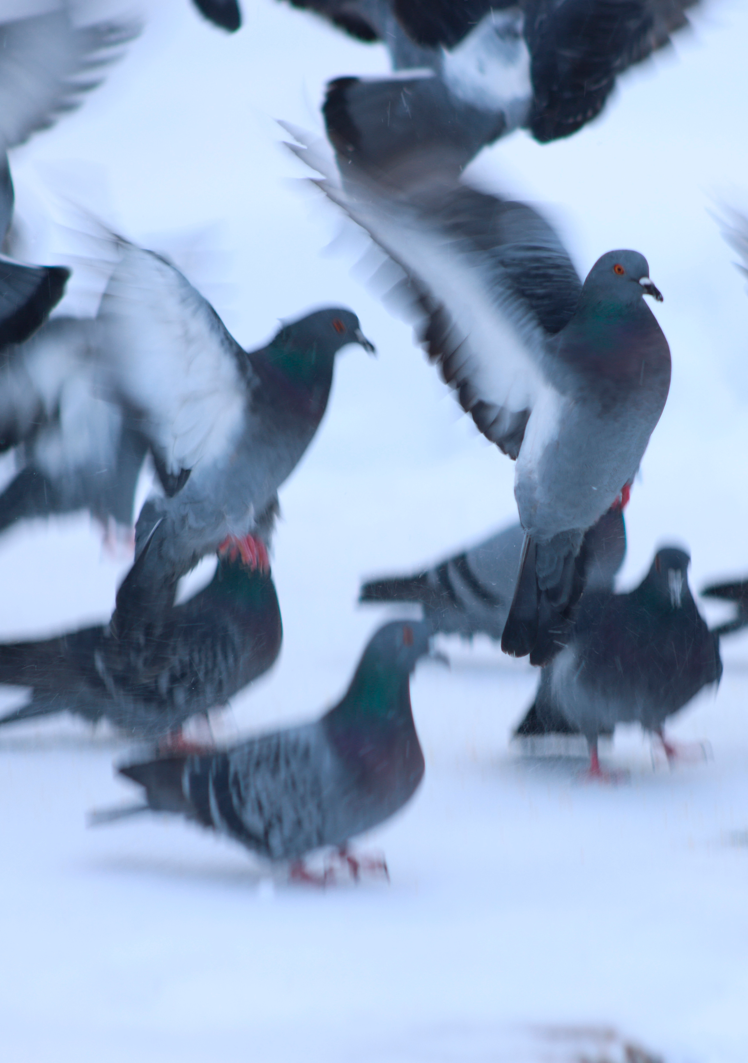 Голуби. Фотохудожник BID
