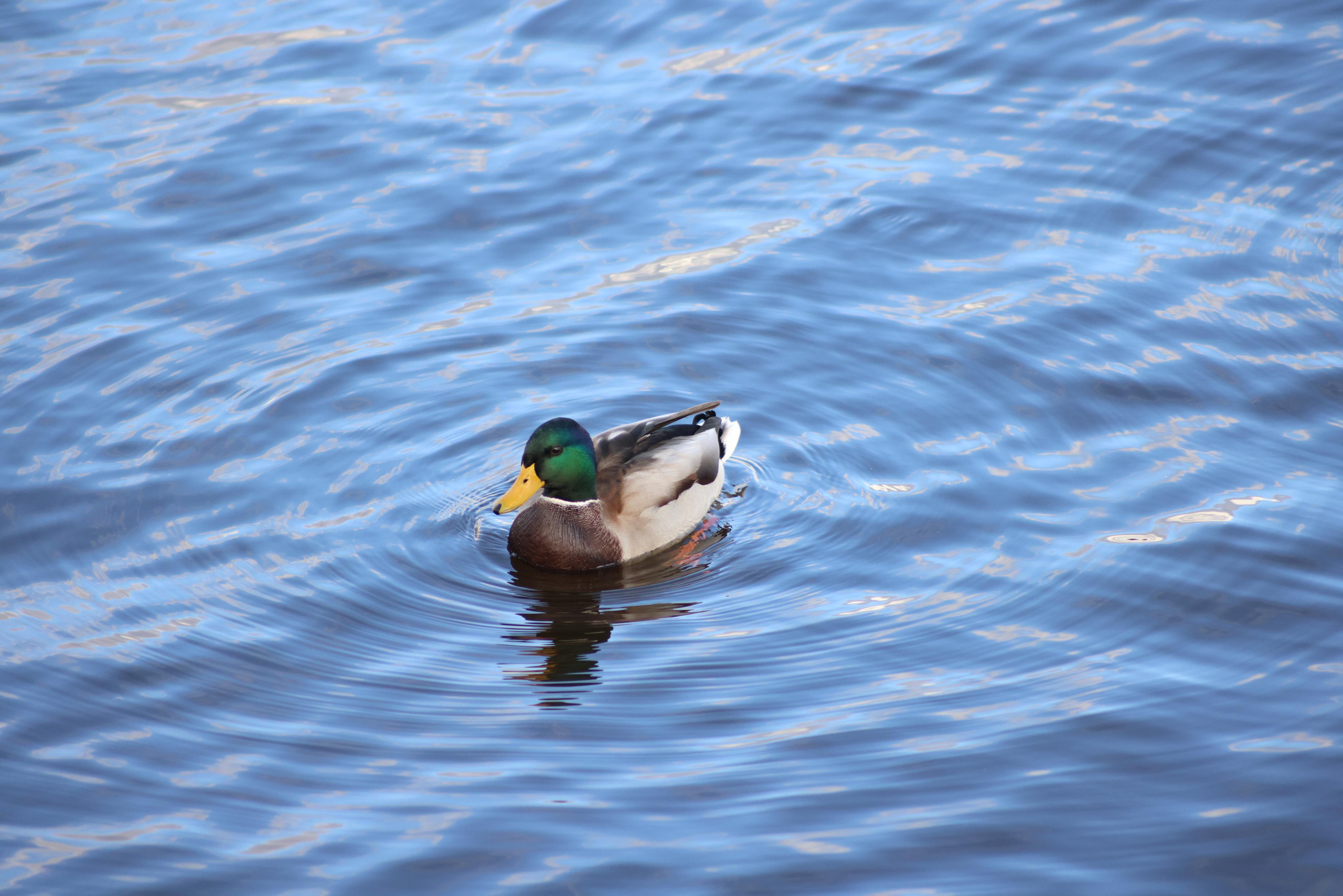 Утки. Фотохудожник BID
