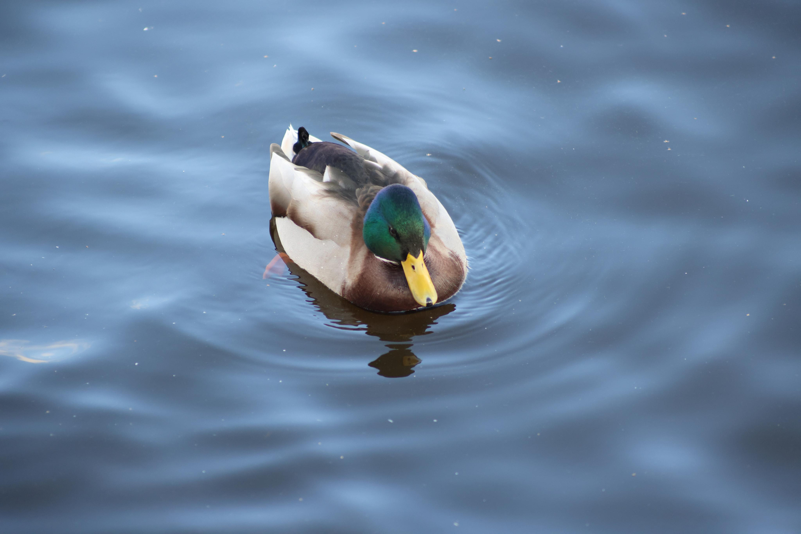 Утки. Фотохудожник BID