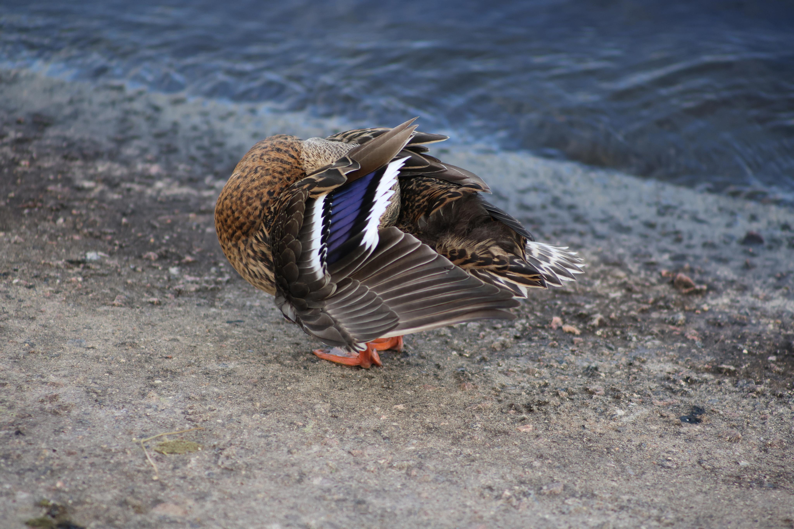 Утки. Фотохудожник BID