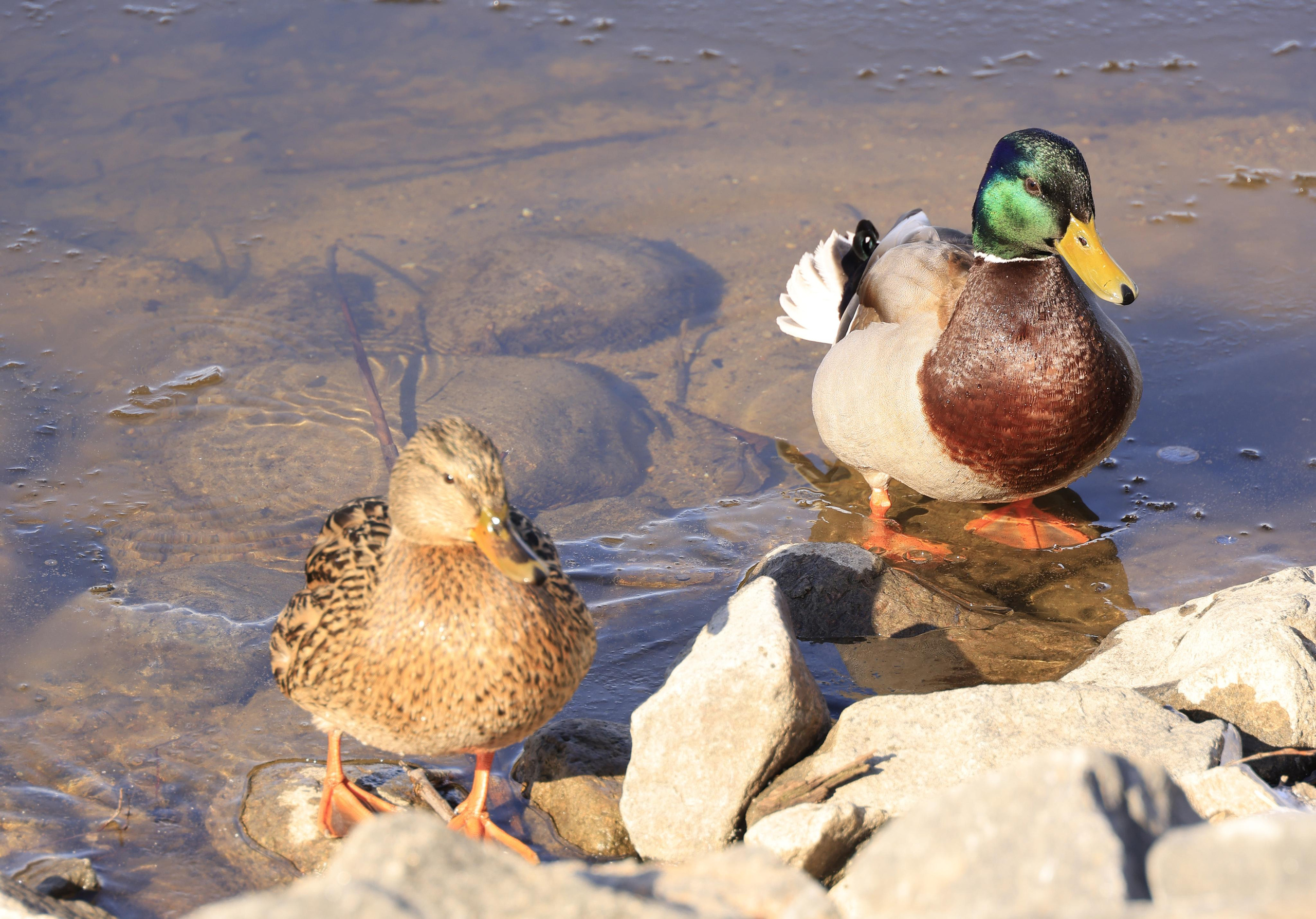 Утки. Фотохудожник BID