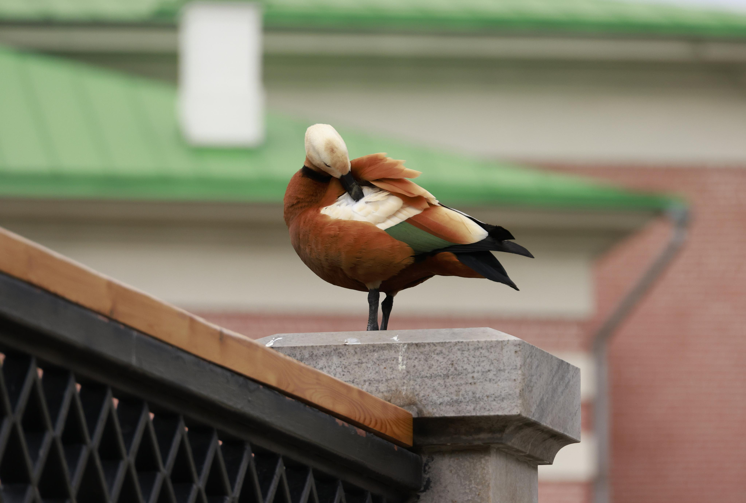 Утки. Фотохудожник BID