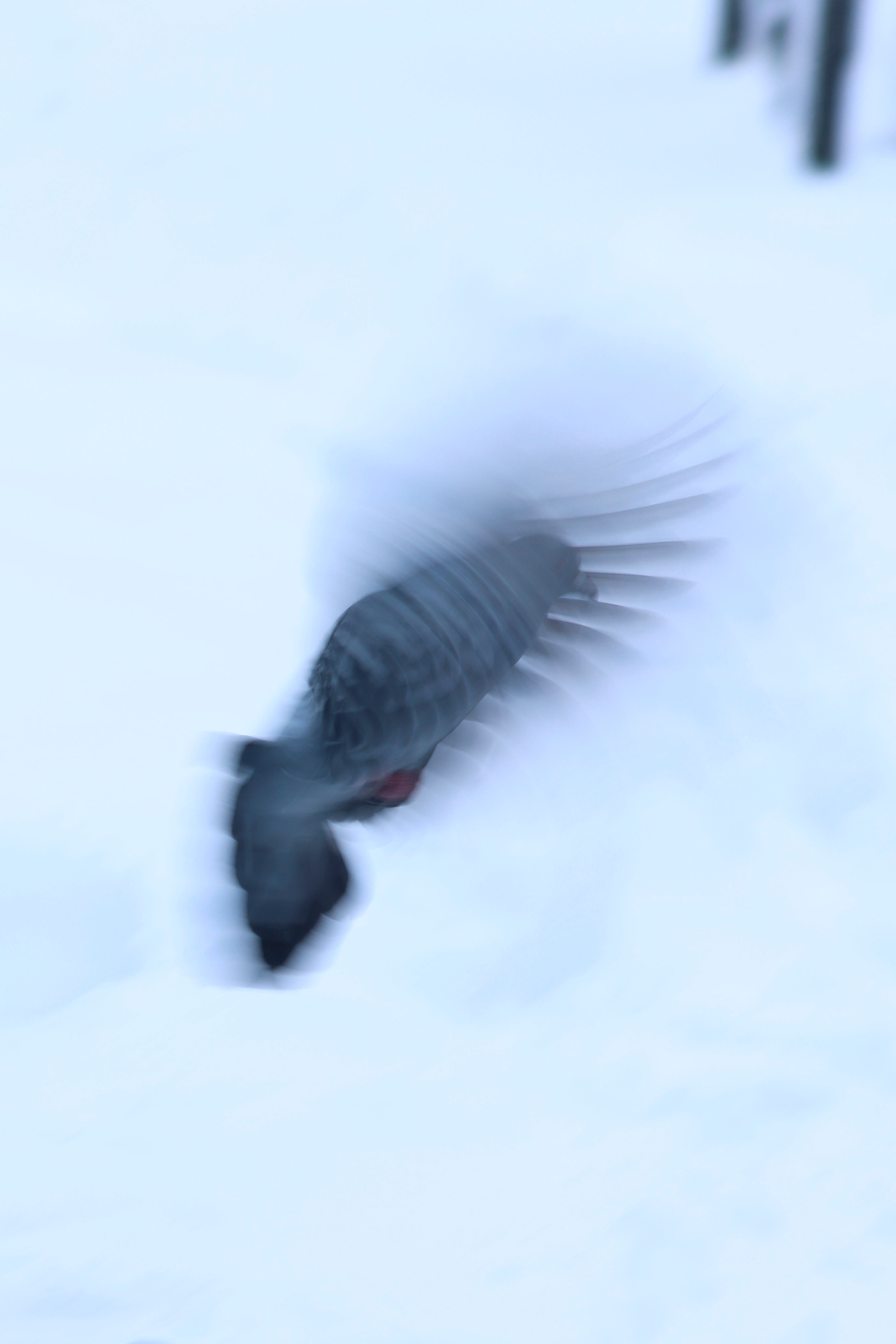 Голуби. Фотохудожник BID