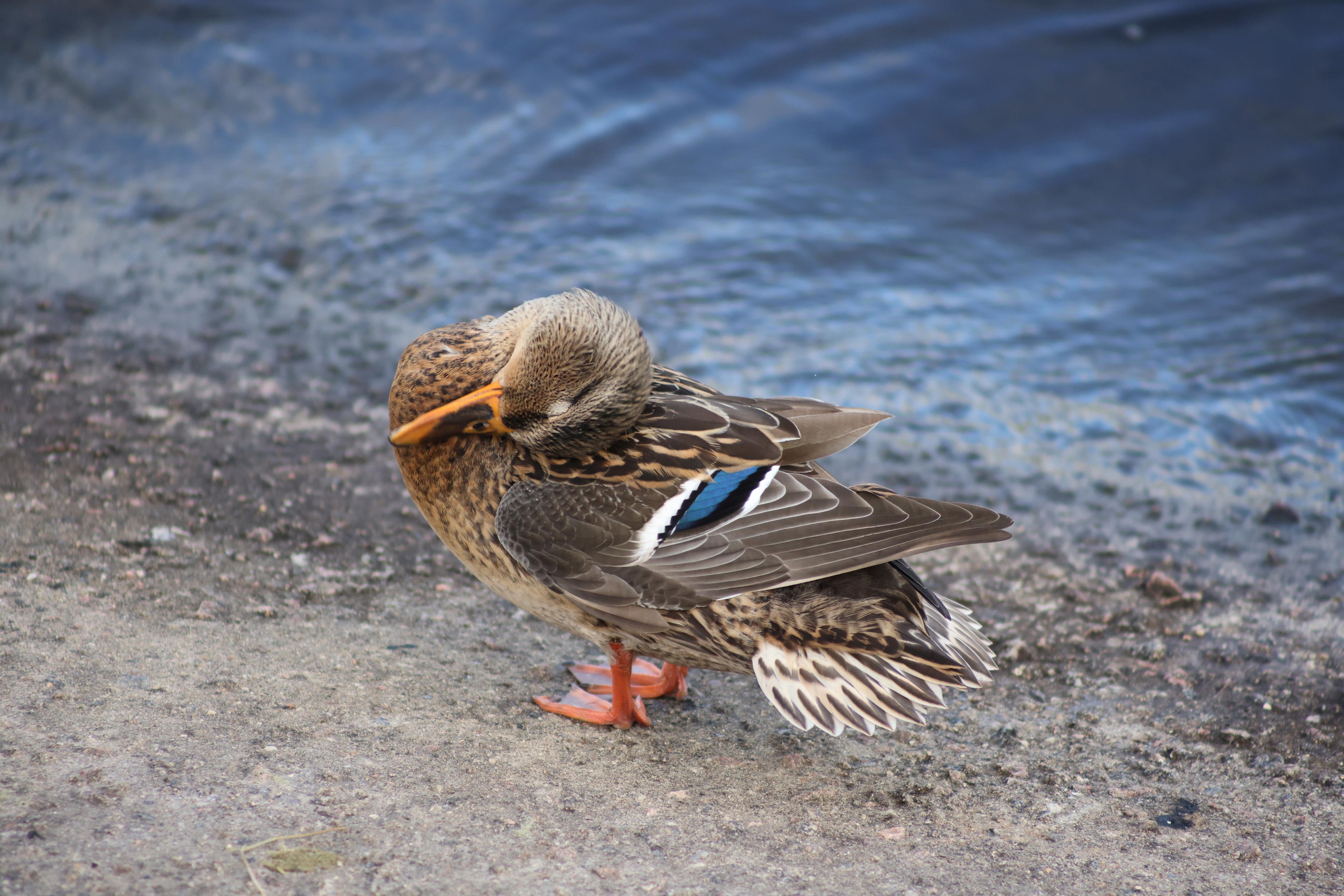 Утки. Фотохудожник BID
