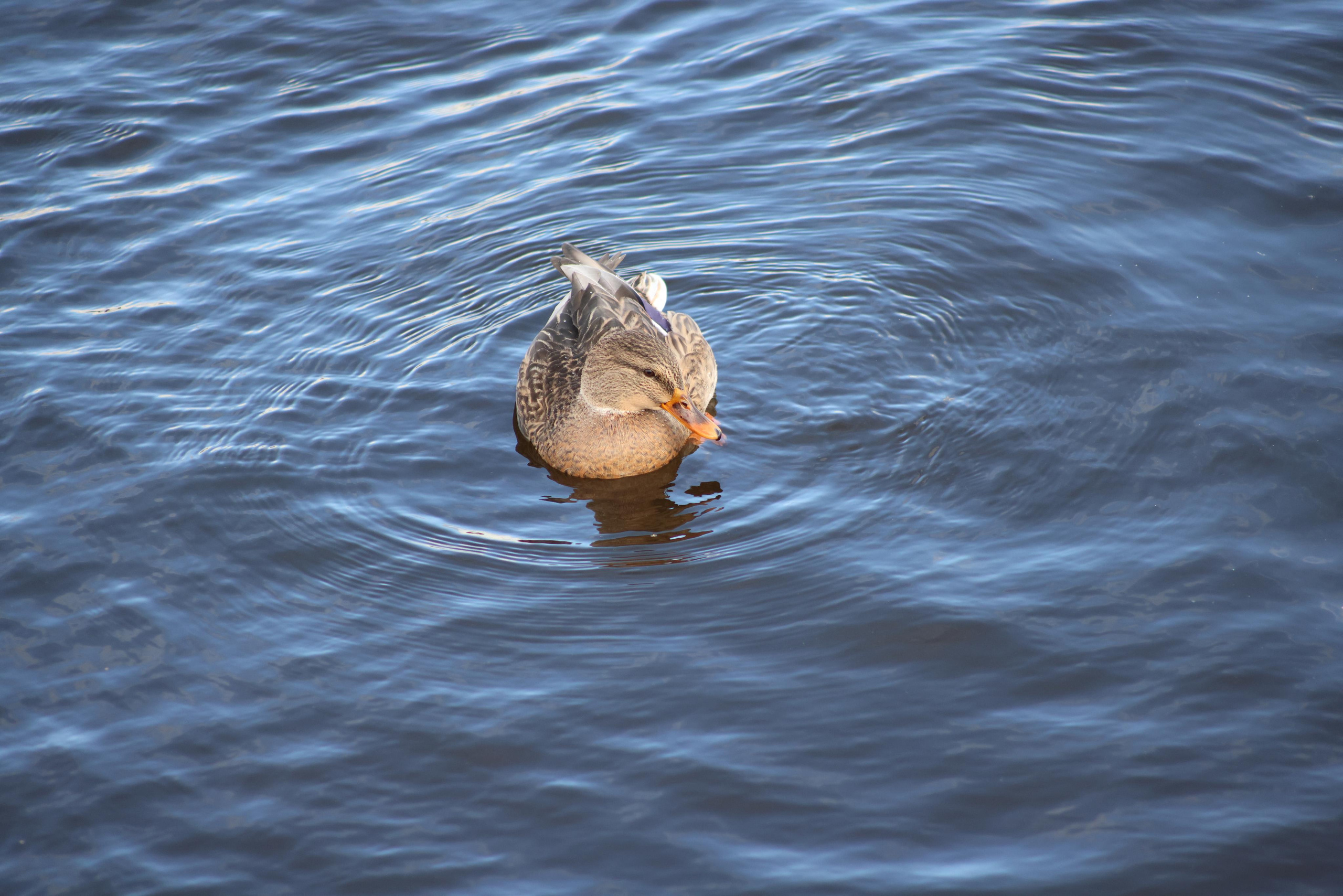 Утки. Фотохудожник BID