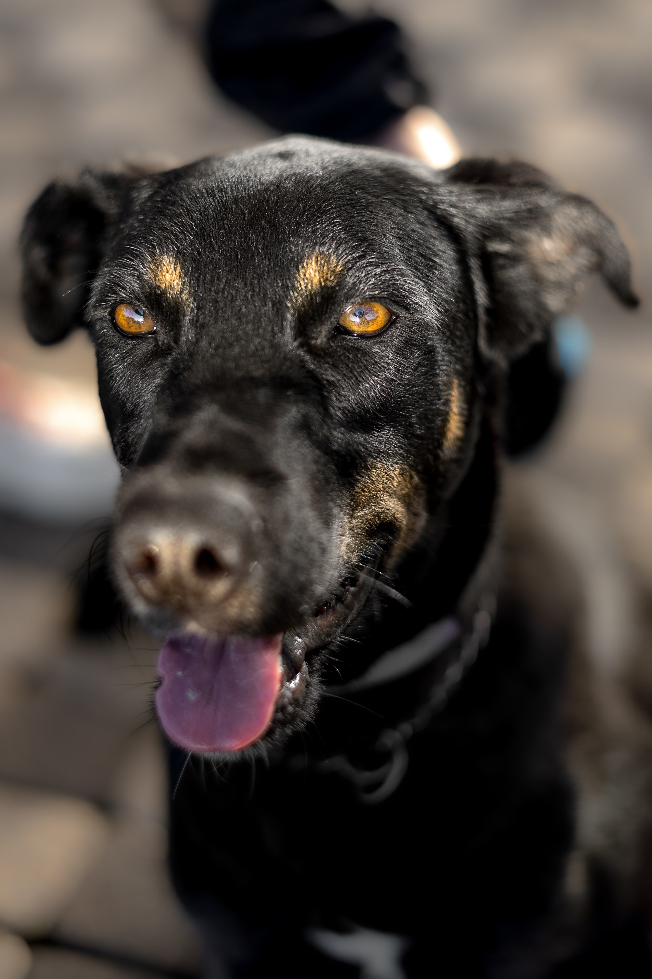 Кураторские питомцы Сириус. Ирина Голомб|Фотограф-анималист в  Сочи и Калининграде