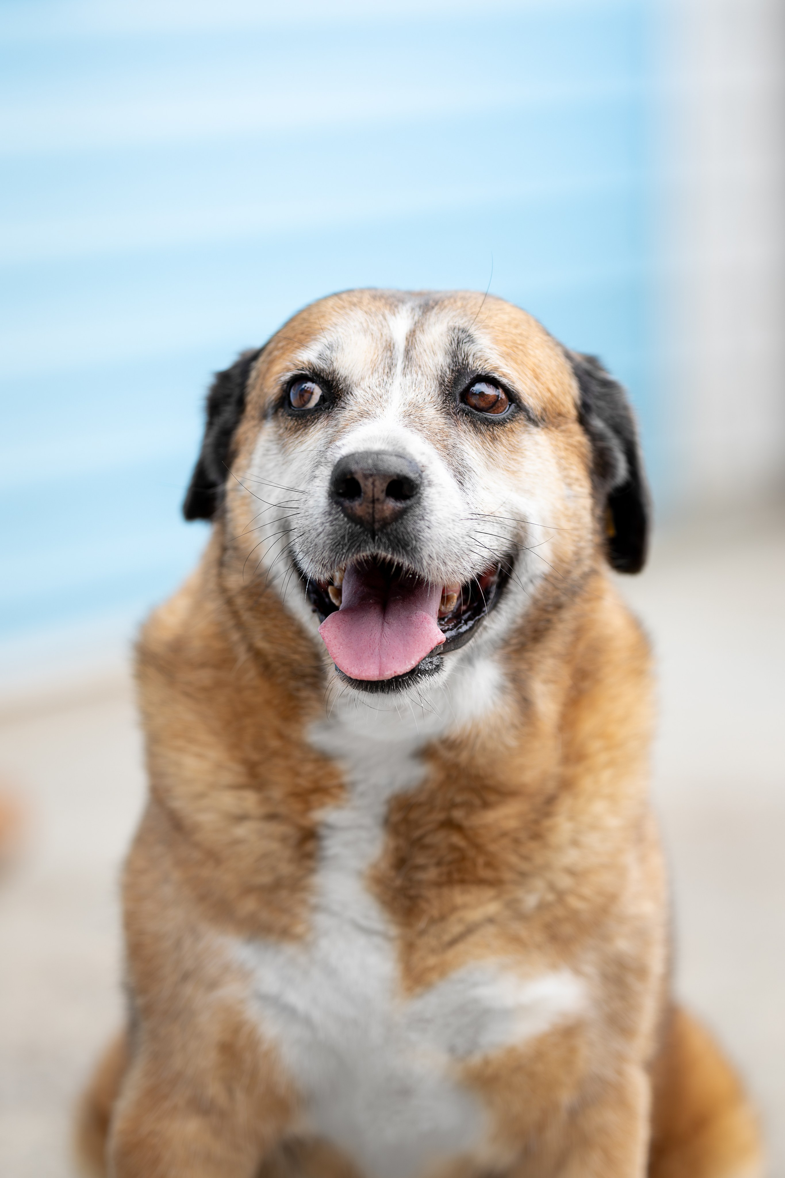 Мини-приют «Возрождение». Ирина Голомб|Фотограф-анималист в  Сочи и Калининграде