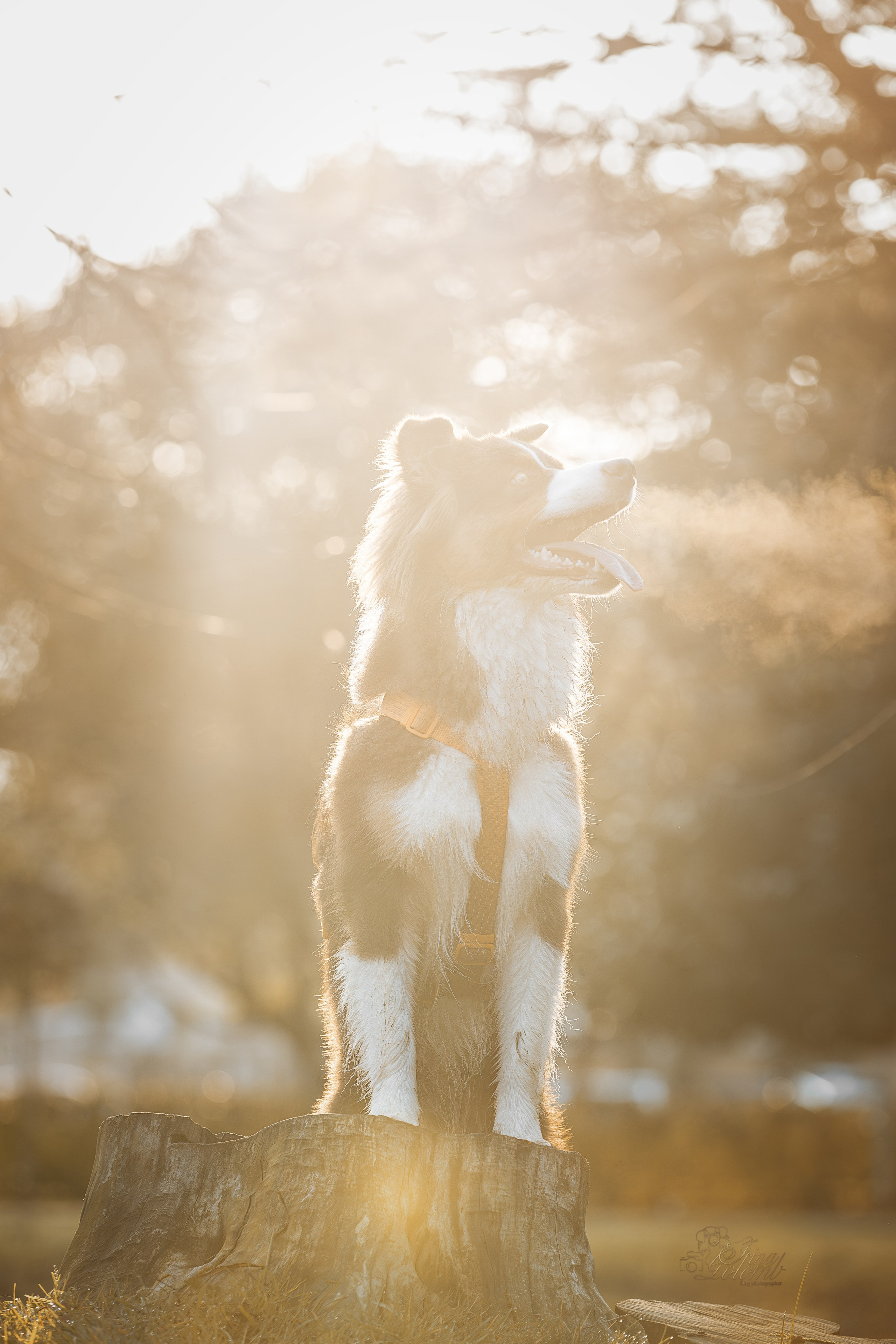 Бадди, Австралийская Овчарка. Ирина Голомб|Фотограф-анималист в  Сочи и Калининграде