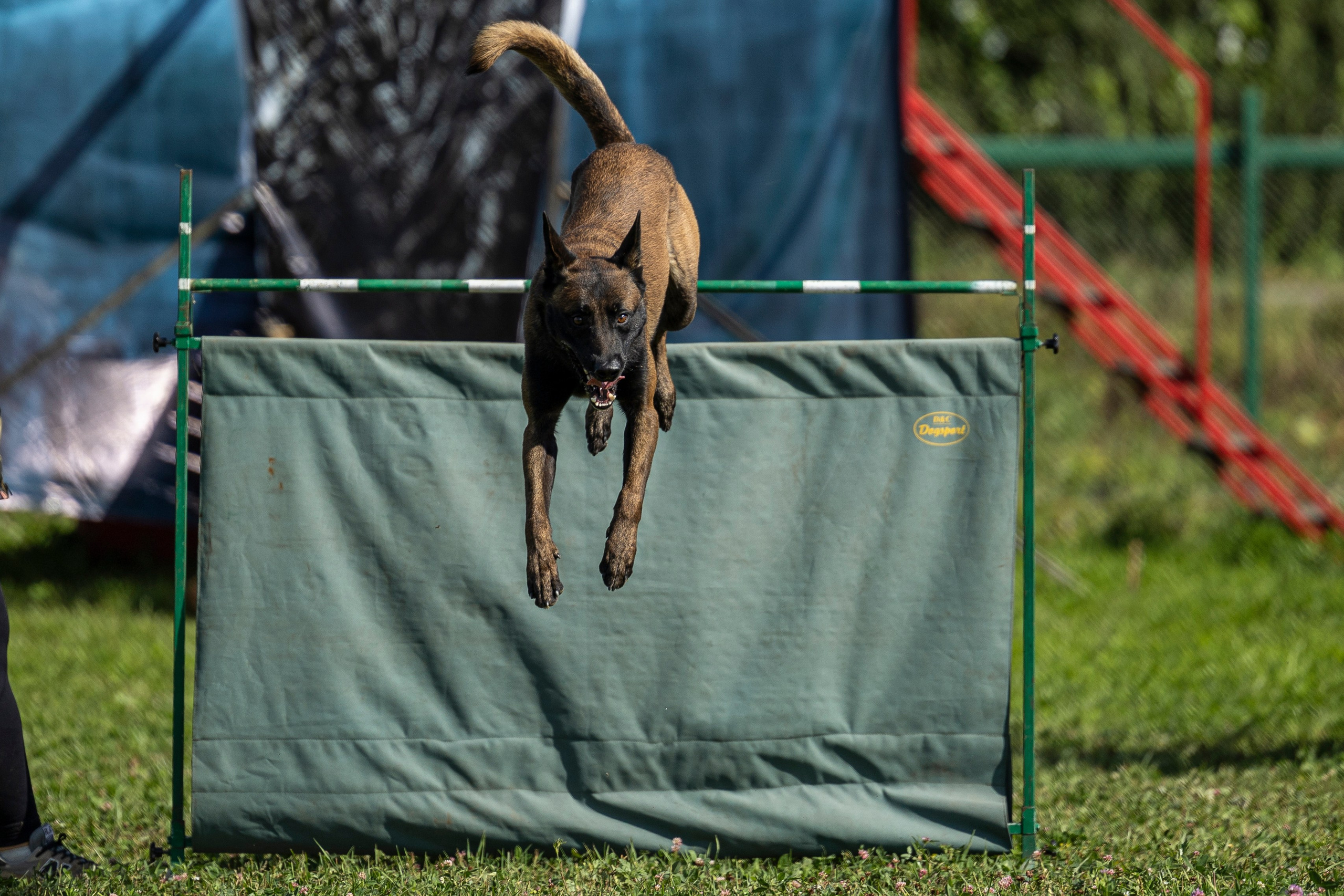Соревнования по Мондьорингу г. Вологда 10-11.08.2024. Фотограф-анималист Анна Маринич