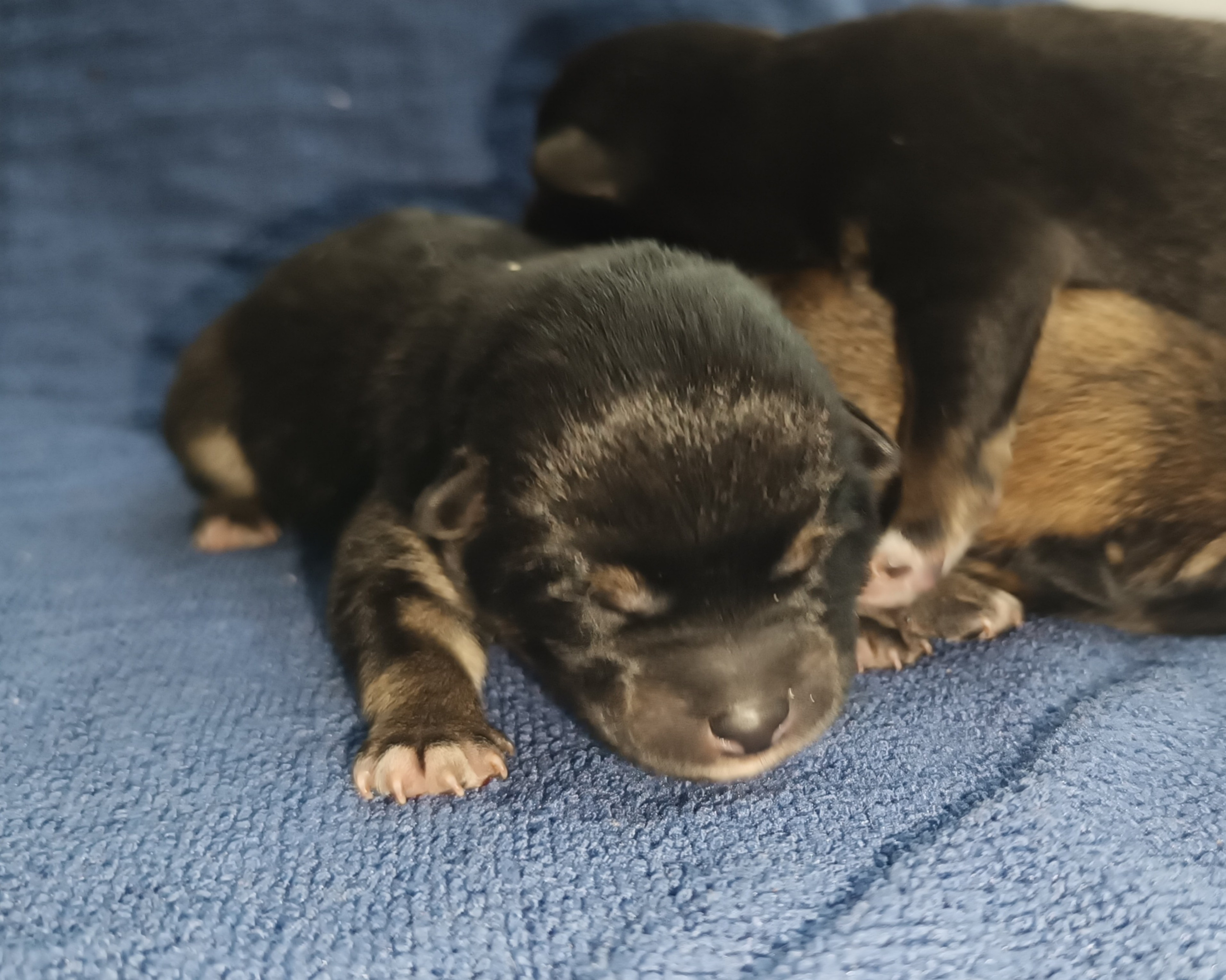 сиба питомник Рубилайт щенки на продажу rubylight  сиба щенки купить СПб Санкт-Петербург 