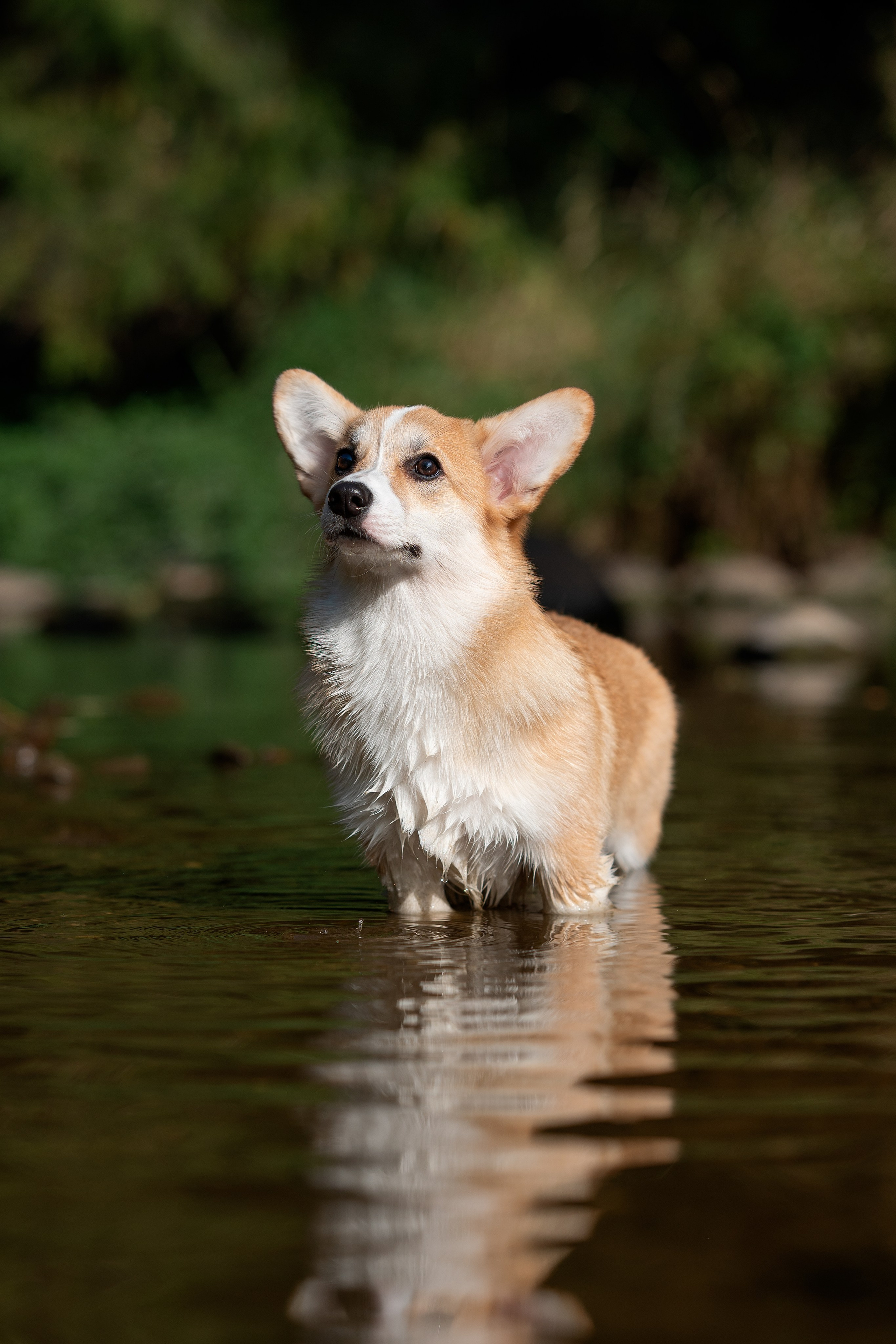 Заводчик Ольга Кушкина. Творческий фотограф Вологда