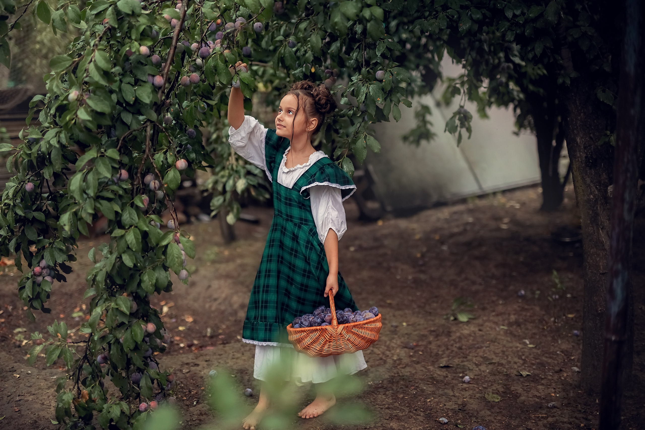 Сливовая история. Семейный и детский фотограф Екатерина Савёлова