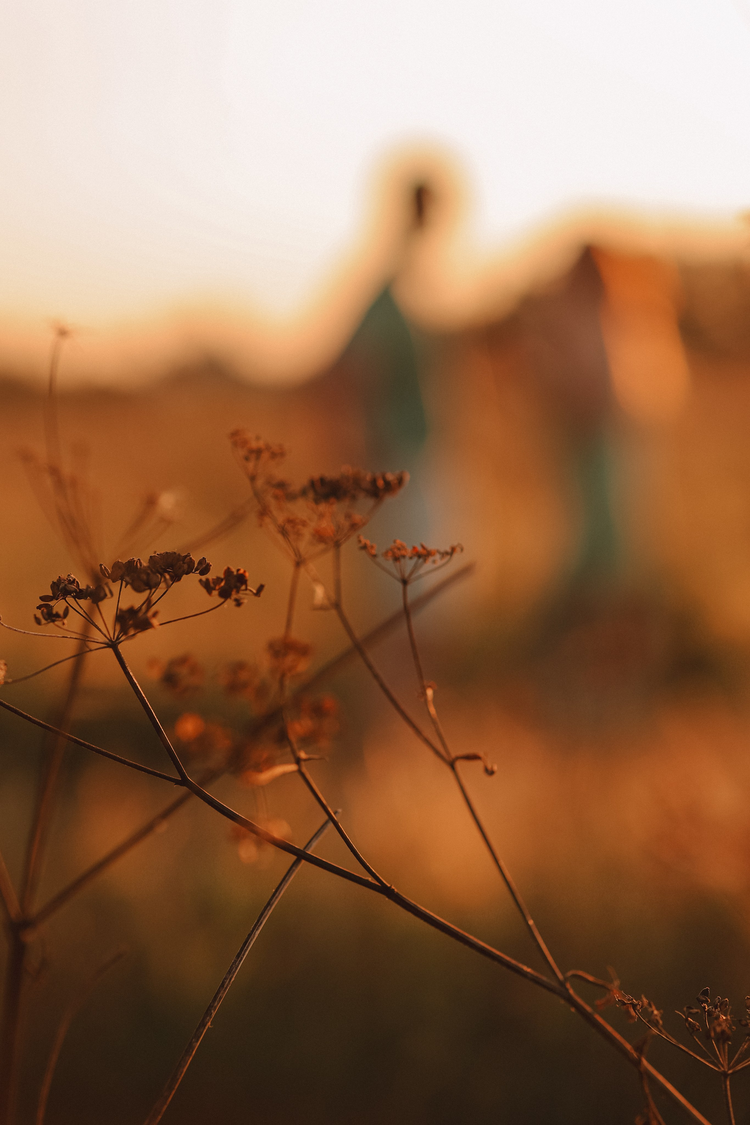 Закатное поле семейная. Семейный фотограф Тюмень, фотограф на роды Салмина Мария