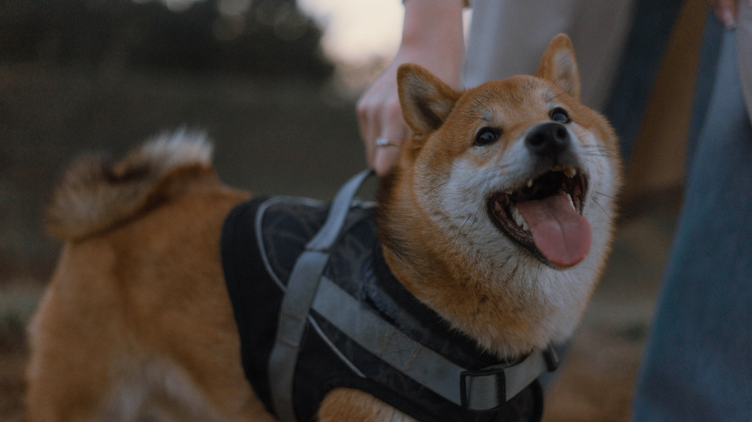 Аня и Шани. Фотограф-анималист Богданова Полина