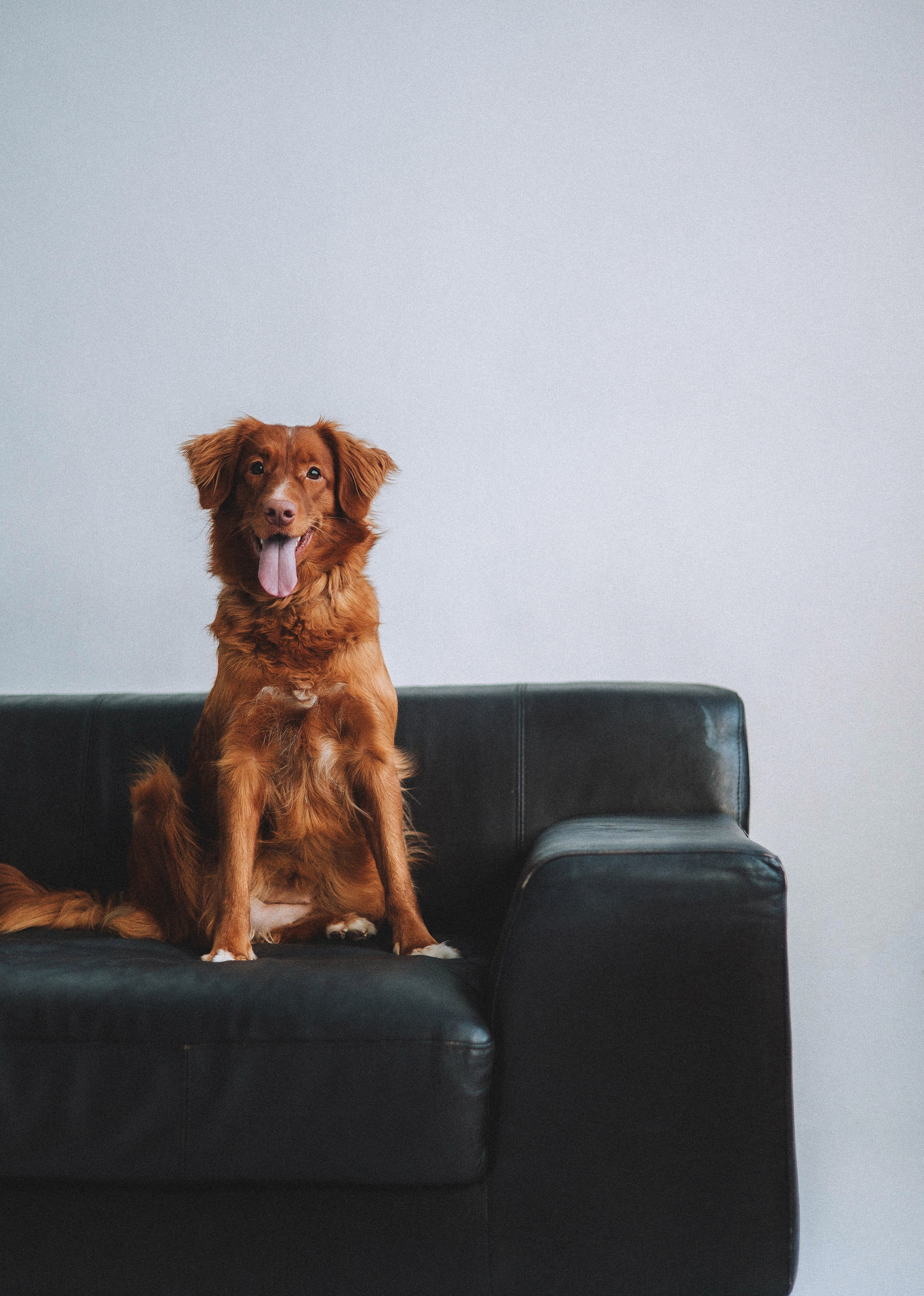 Аня и Лея. Фотограф-анималист Богданова Полина