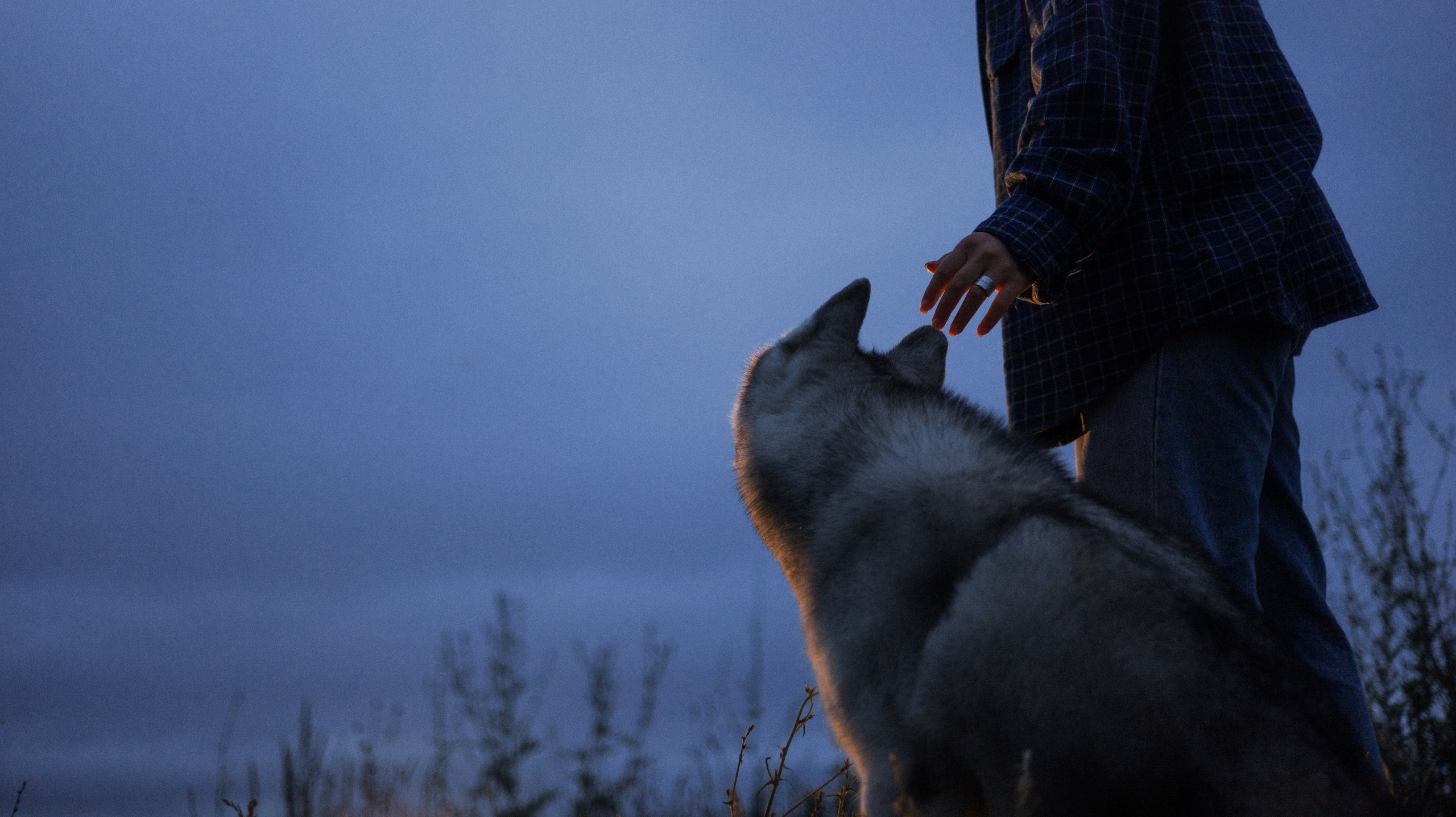 Аделя, Вандер, Шайна и Бая. Фотограф-анималист Богданова Полина