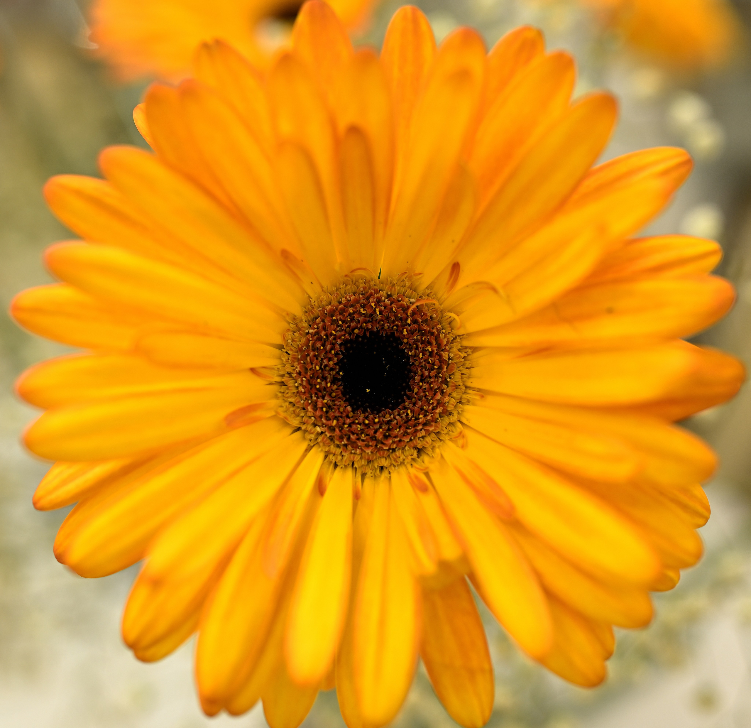 Цветы. Сергей Люльченко фотоальбом