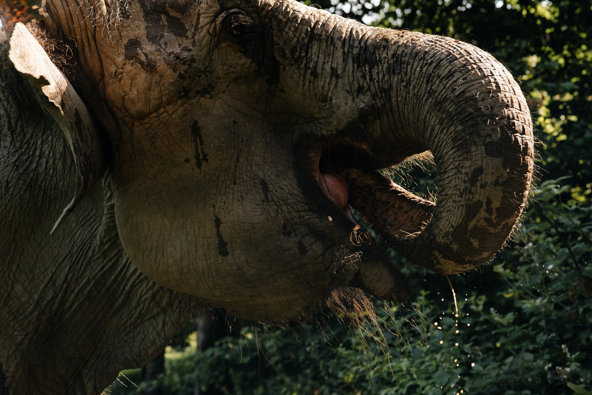 Он, она и слоны. Свадебный фотограф в Ростове-на-Дону