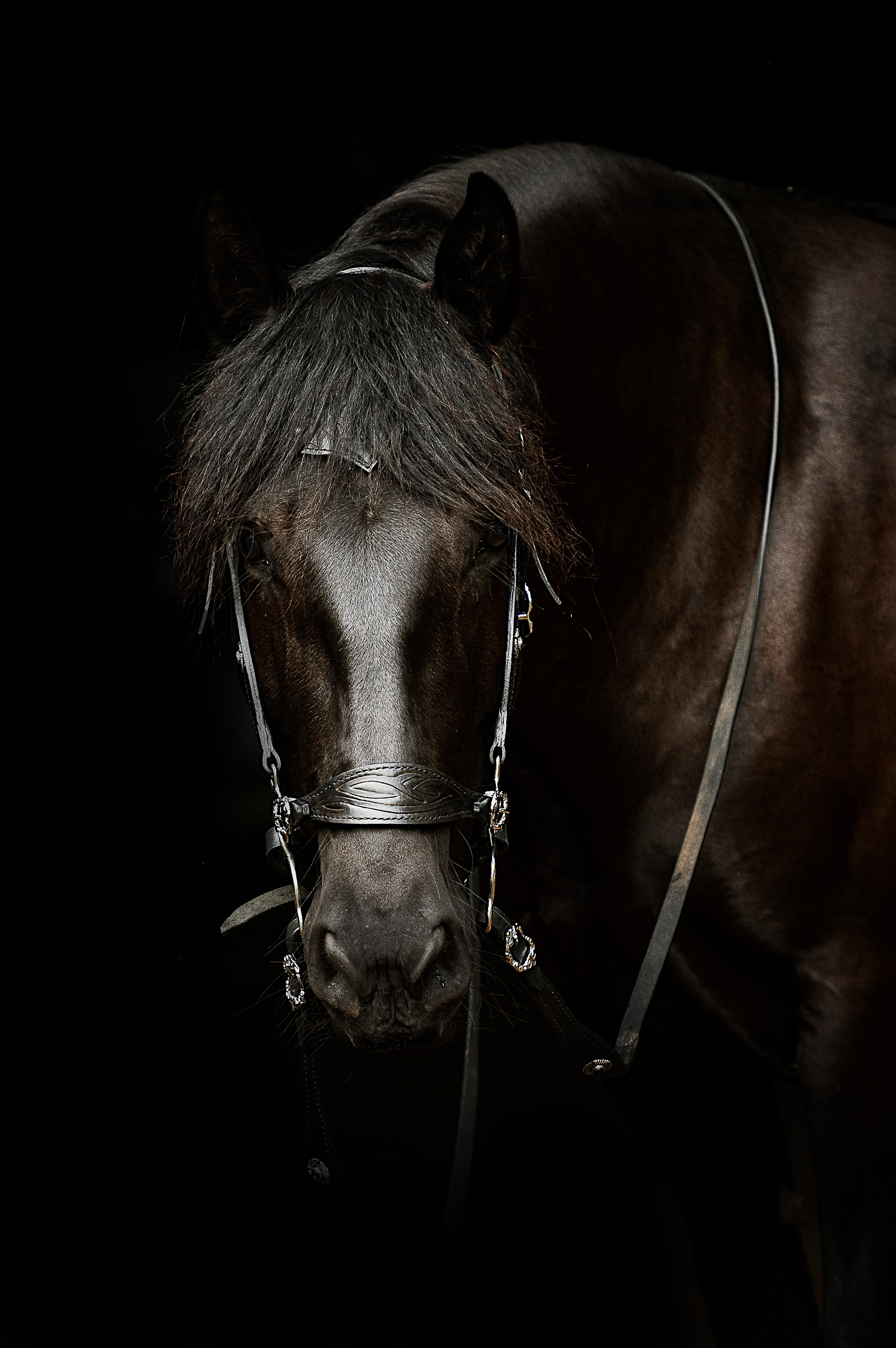 Мара. Фотограф-анималист