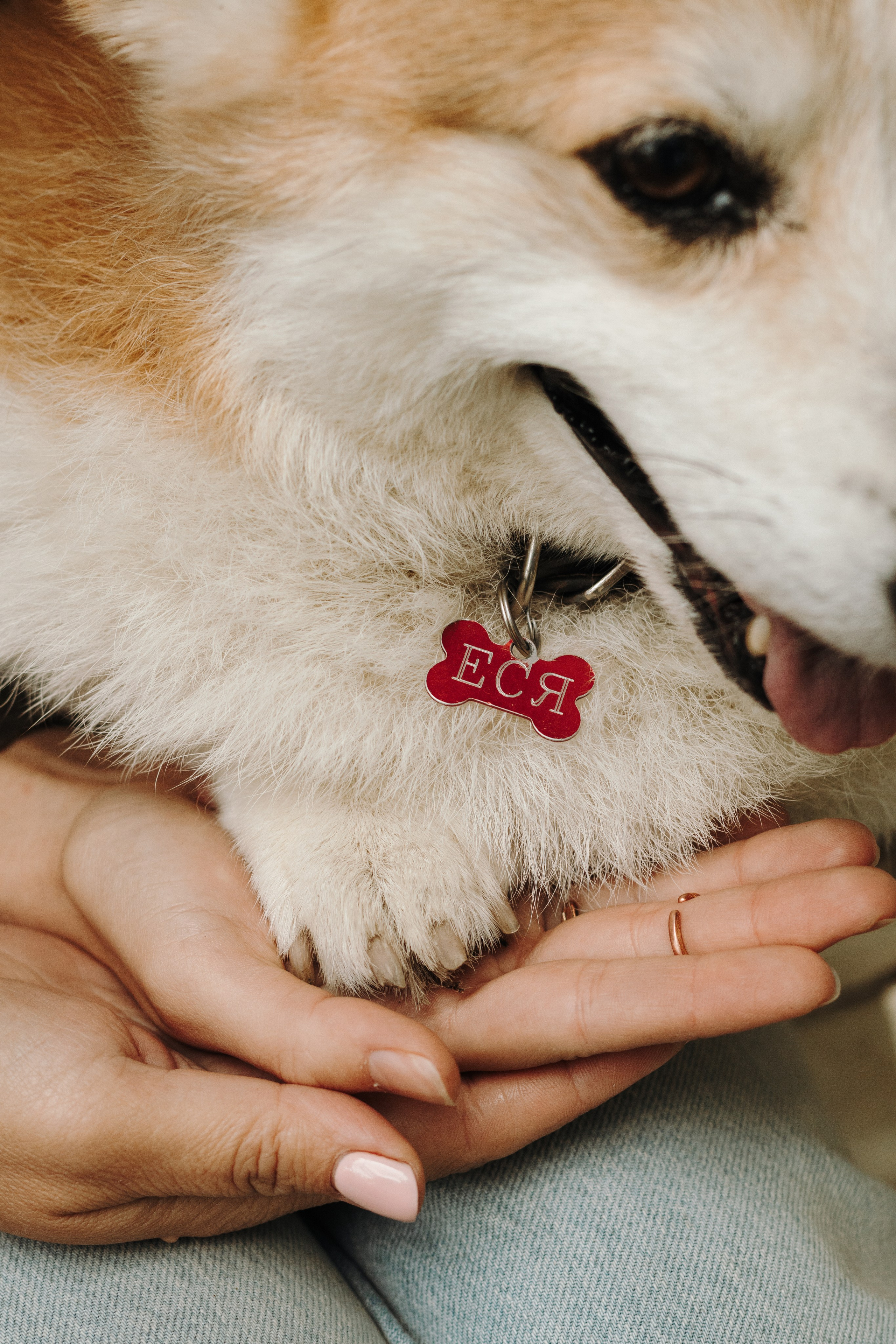 Екатерина, Дина и Есения. Фотограф-анималист в Санкт-Петербурге
