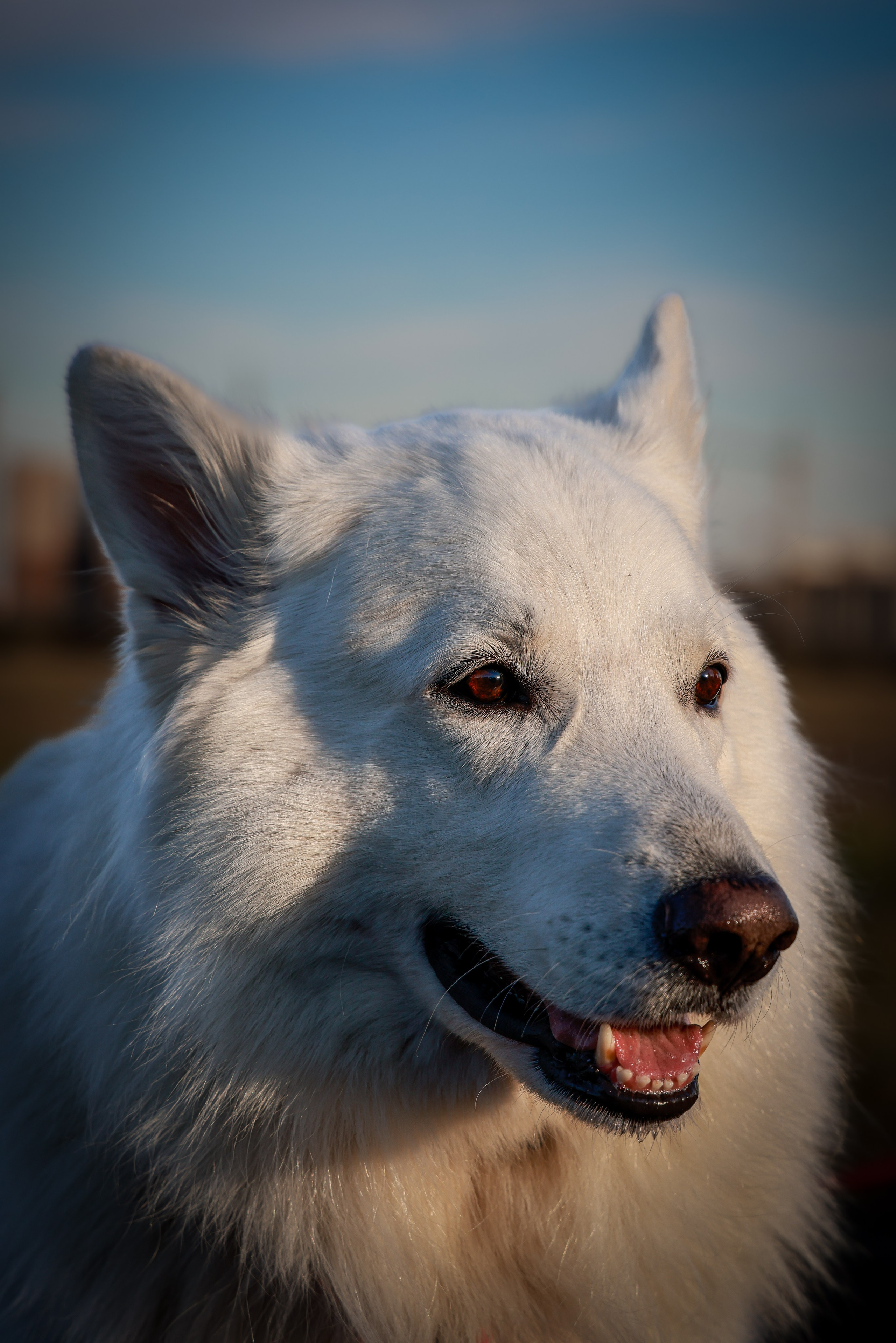 Собаки. Антонина Савельева Фотограф Ставрополь