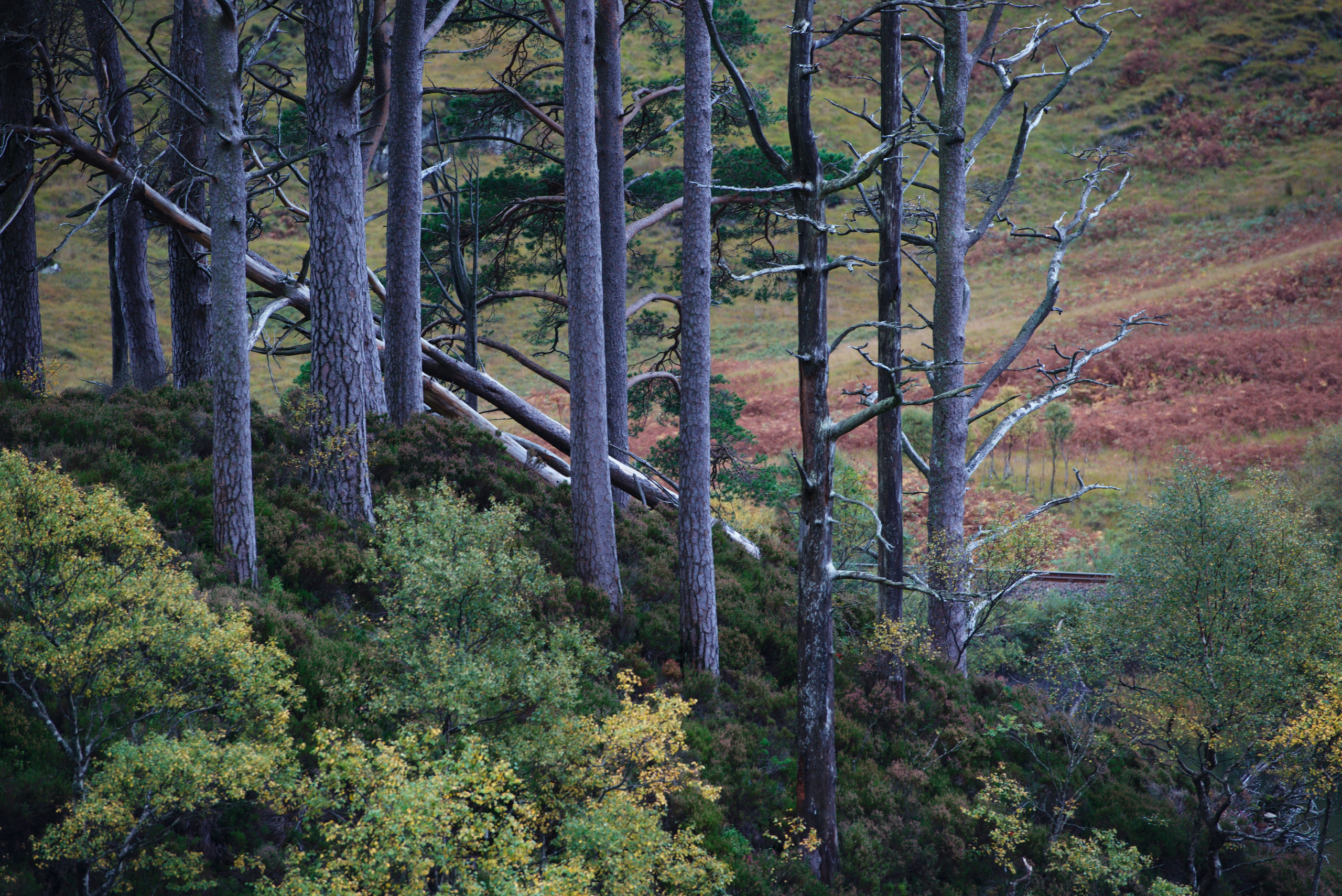 Живописный вид из окна поезда 'Якобит' (Хогвартс-экспресс) в Шотландии: сосны и кустарники на крутом склоне, уходящие вдаль горные пейзажи, естественное освещение" 