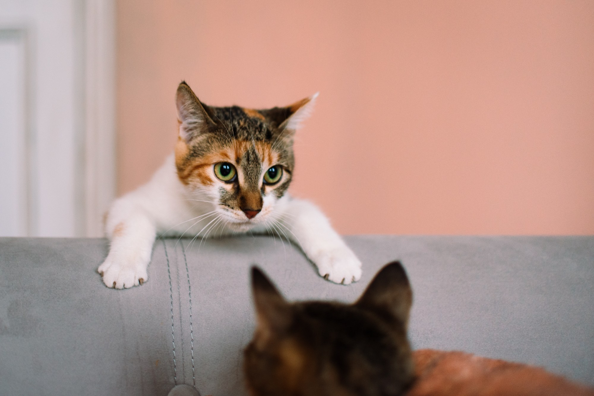 Cats: looking for a home and adopted. Photos of you and your pet