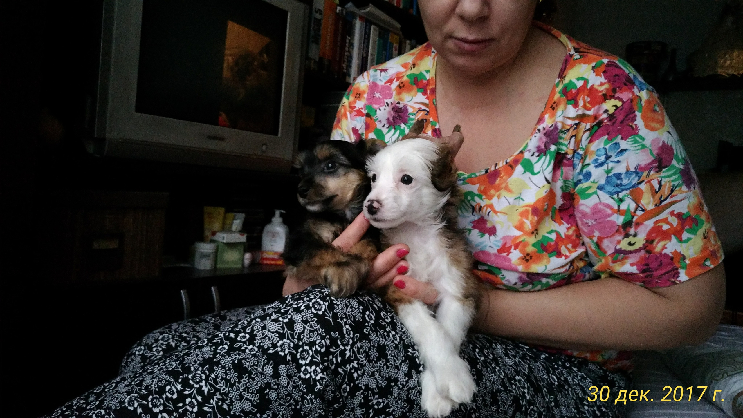Litter B. Chinese Crested Dog Kennel Poale Ell