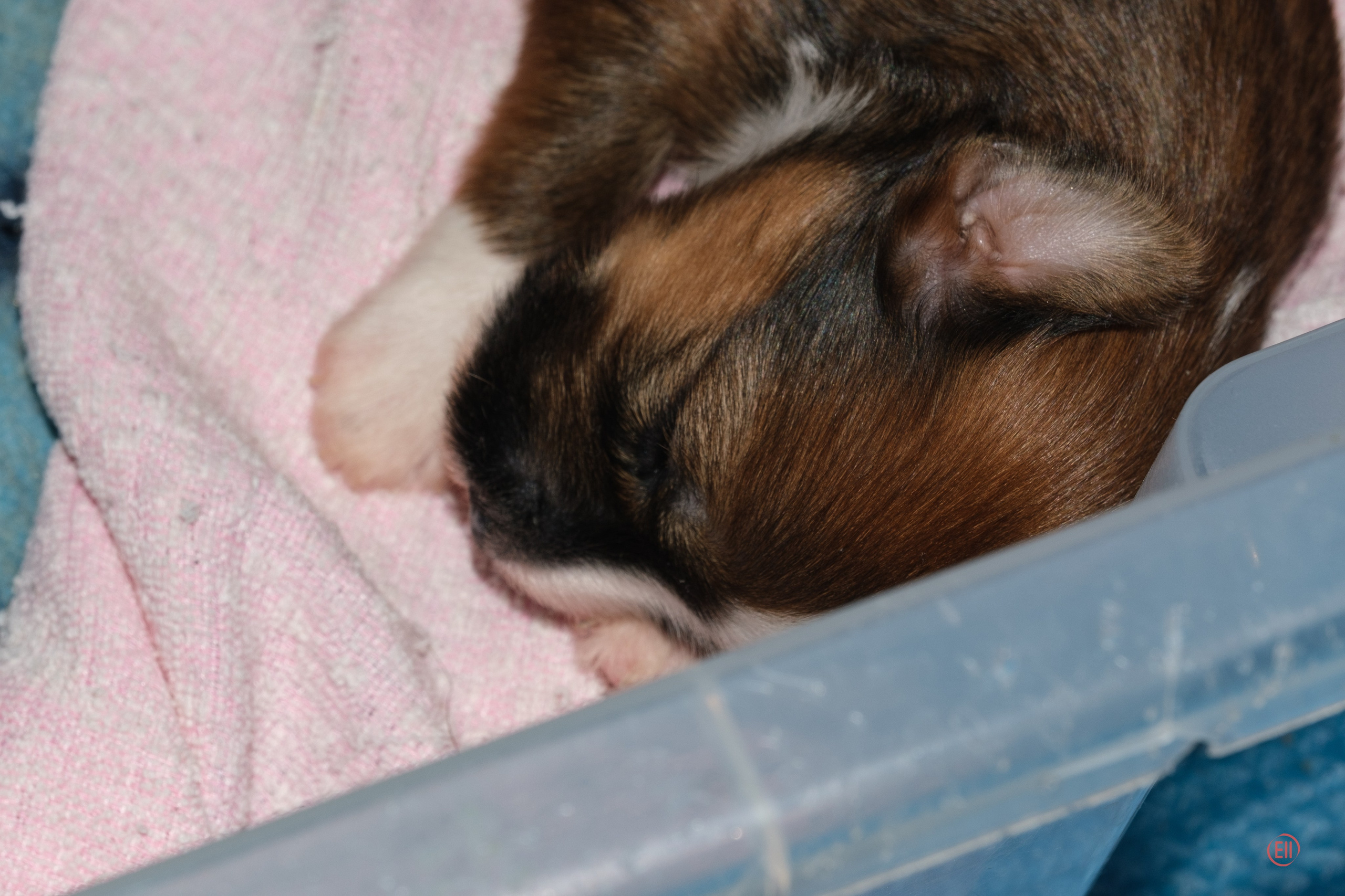 Litter V. Poale Ell Chinese Crested Dog Kennel: Buy a puppy from the kennel