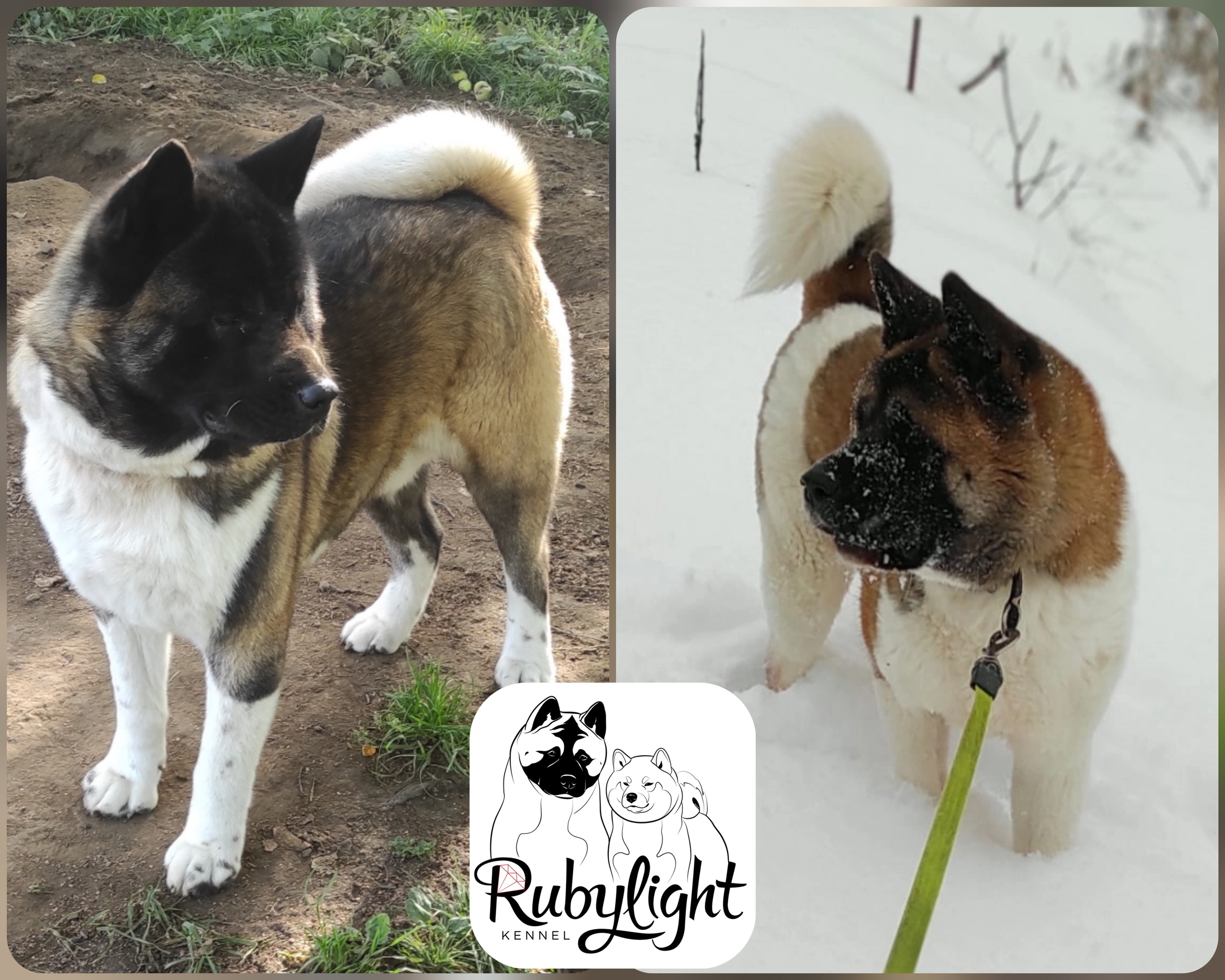 Американская акита  щенки питомник Санкт-Петербург клубные щенки Американская акита питомник RUBYLIGHT Рубилайт купить щенка американской акиты
