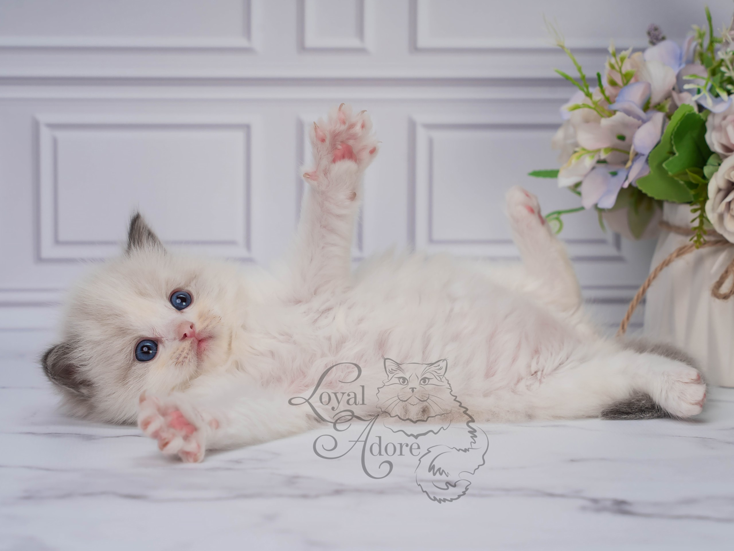 Котята рэгдолл от Loyal Adore. Питомник рэгдолл Loyal Adore