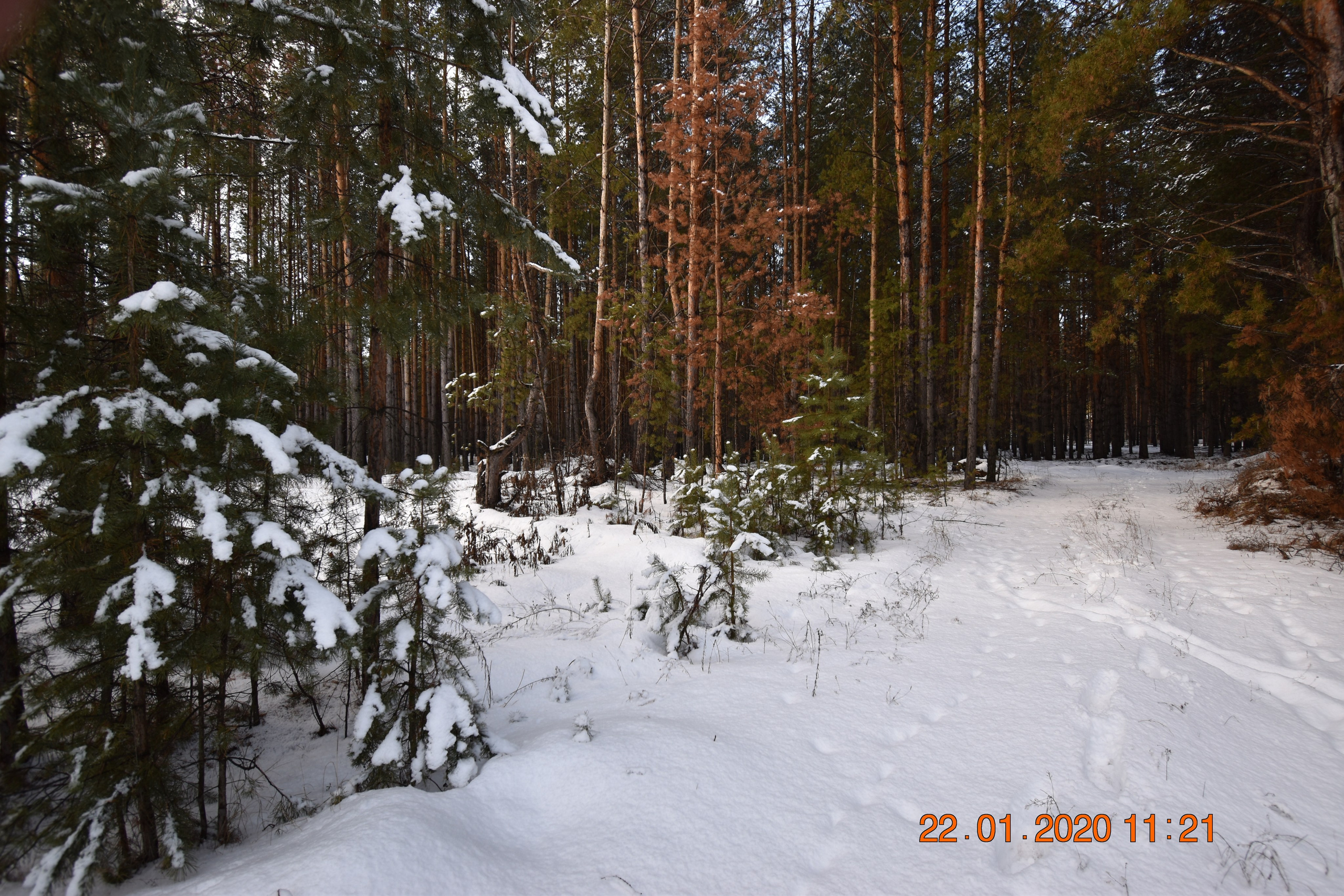 Все что тронуло, миниатюры. Созерцатель. фотографирую что тронуло и впечатлило. самарская область