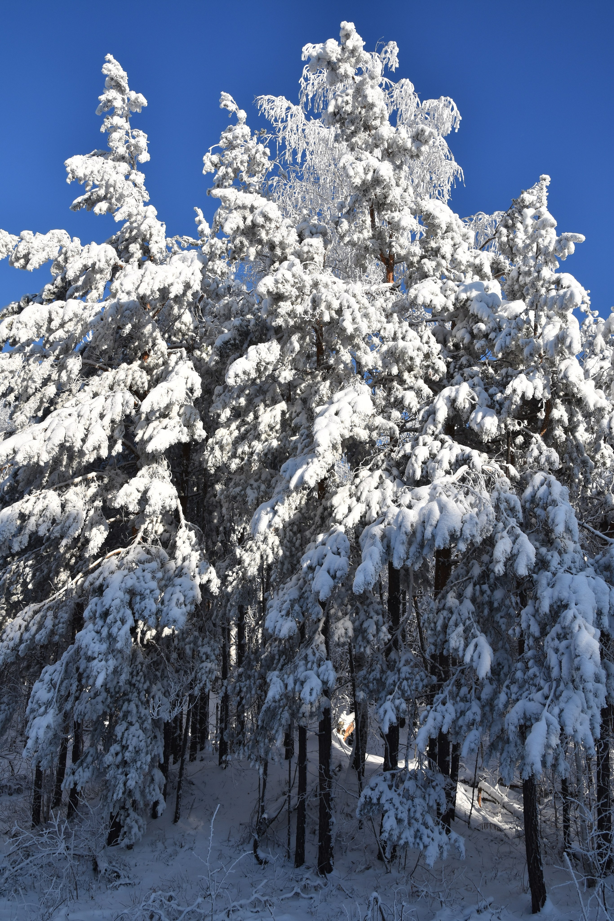 Все что тронуло, миниатюры. Созерцатель. фотографирую что тронуло и впечатлило. самарская область