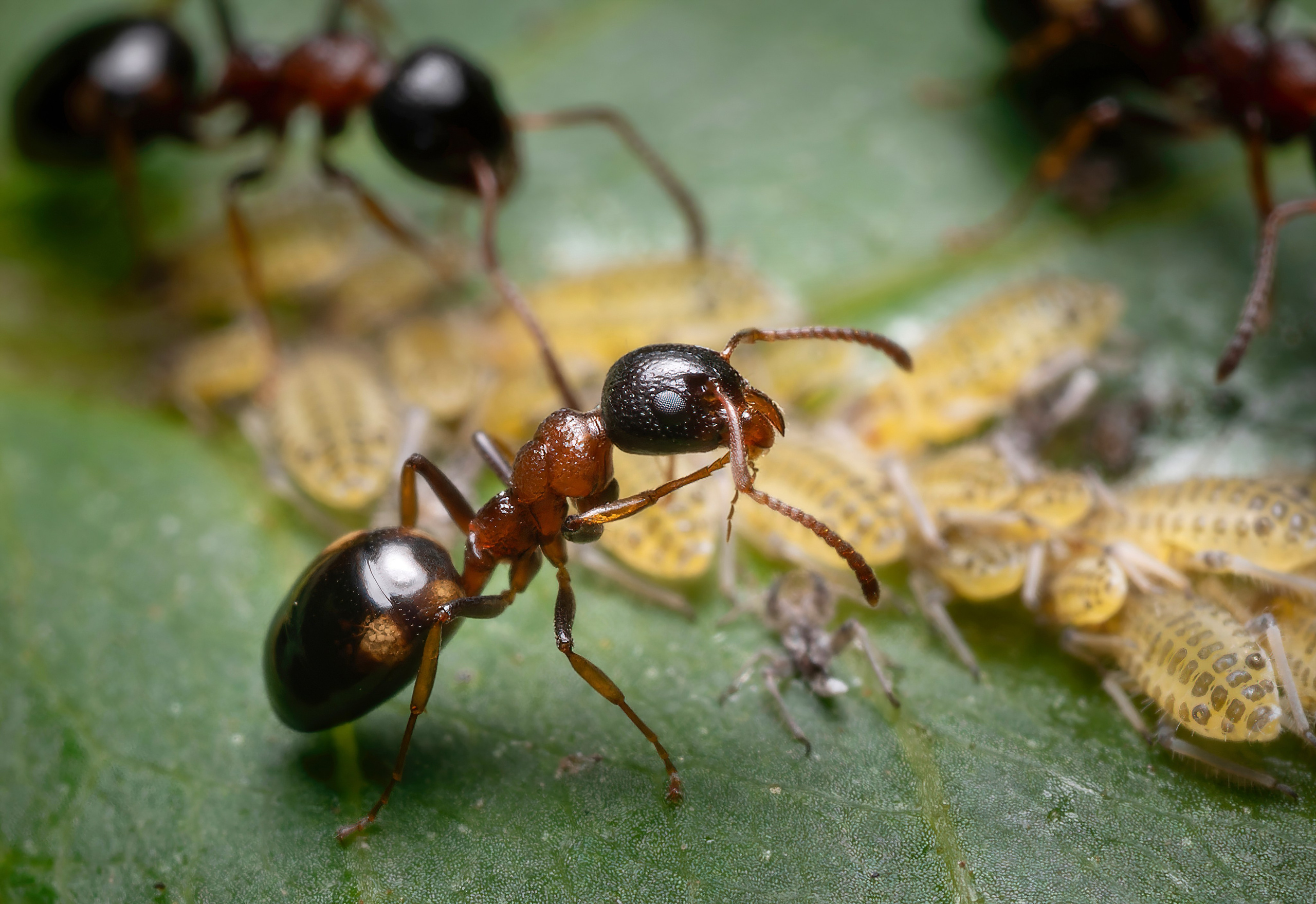 Муравьи. Oles Paritskiy