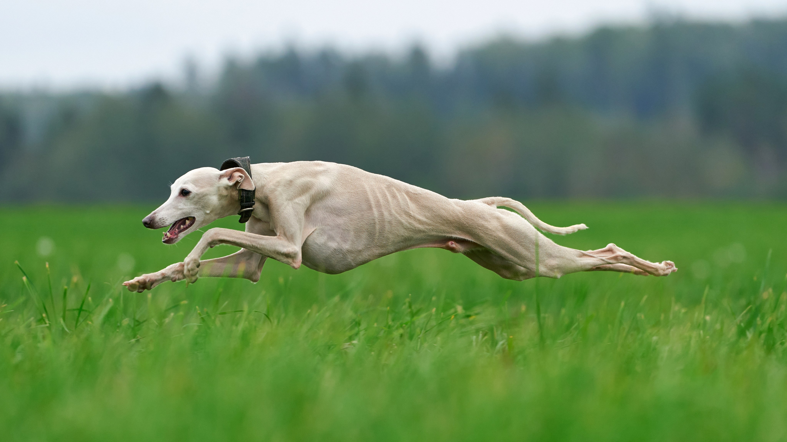 Репортажная съемка. Фотограф-анималист Михаил Манухин