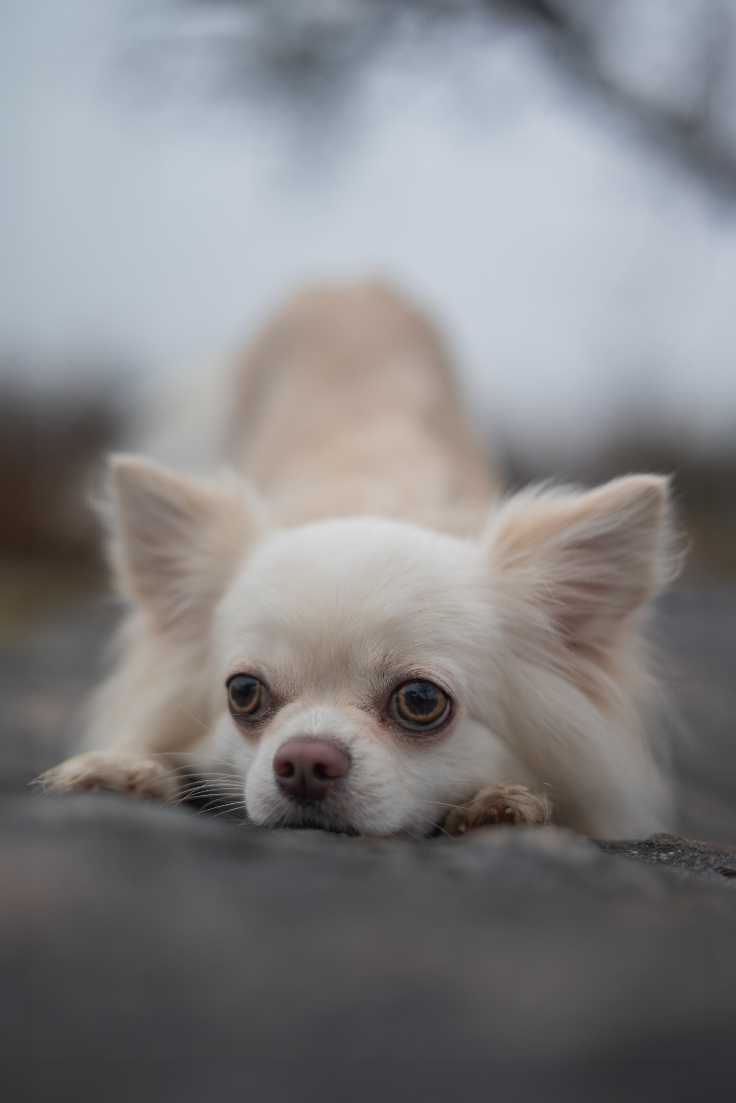 Фотосессия Чихуахуа Юкона - Минск